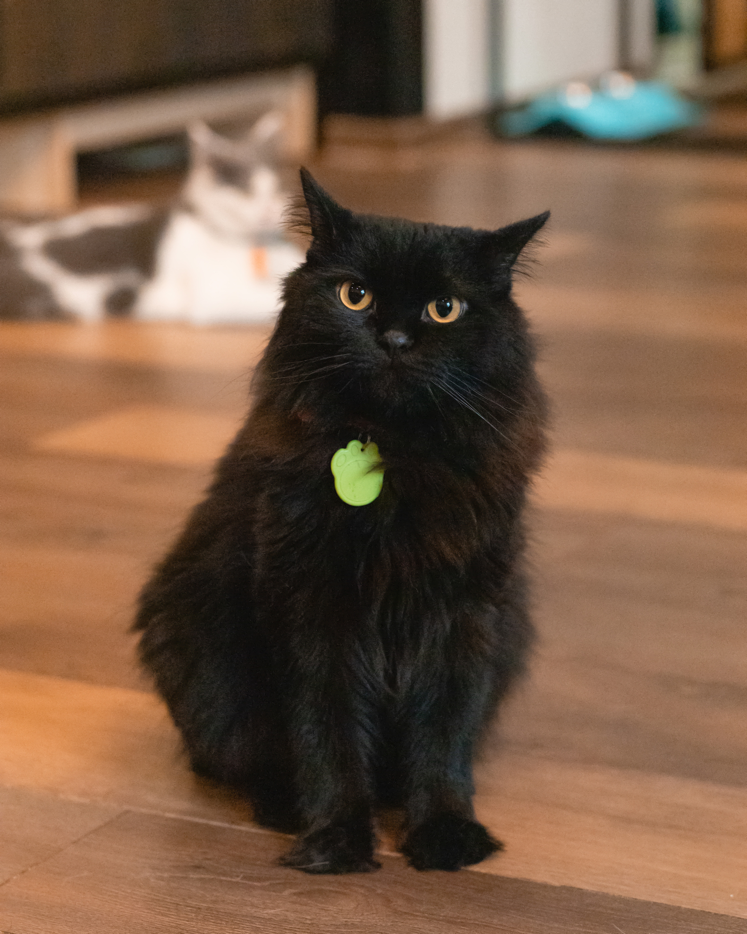 Котики «Чукотка» 2020. Портретный фотограф в Самаре Андрей Трифонов