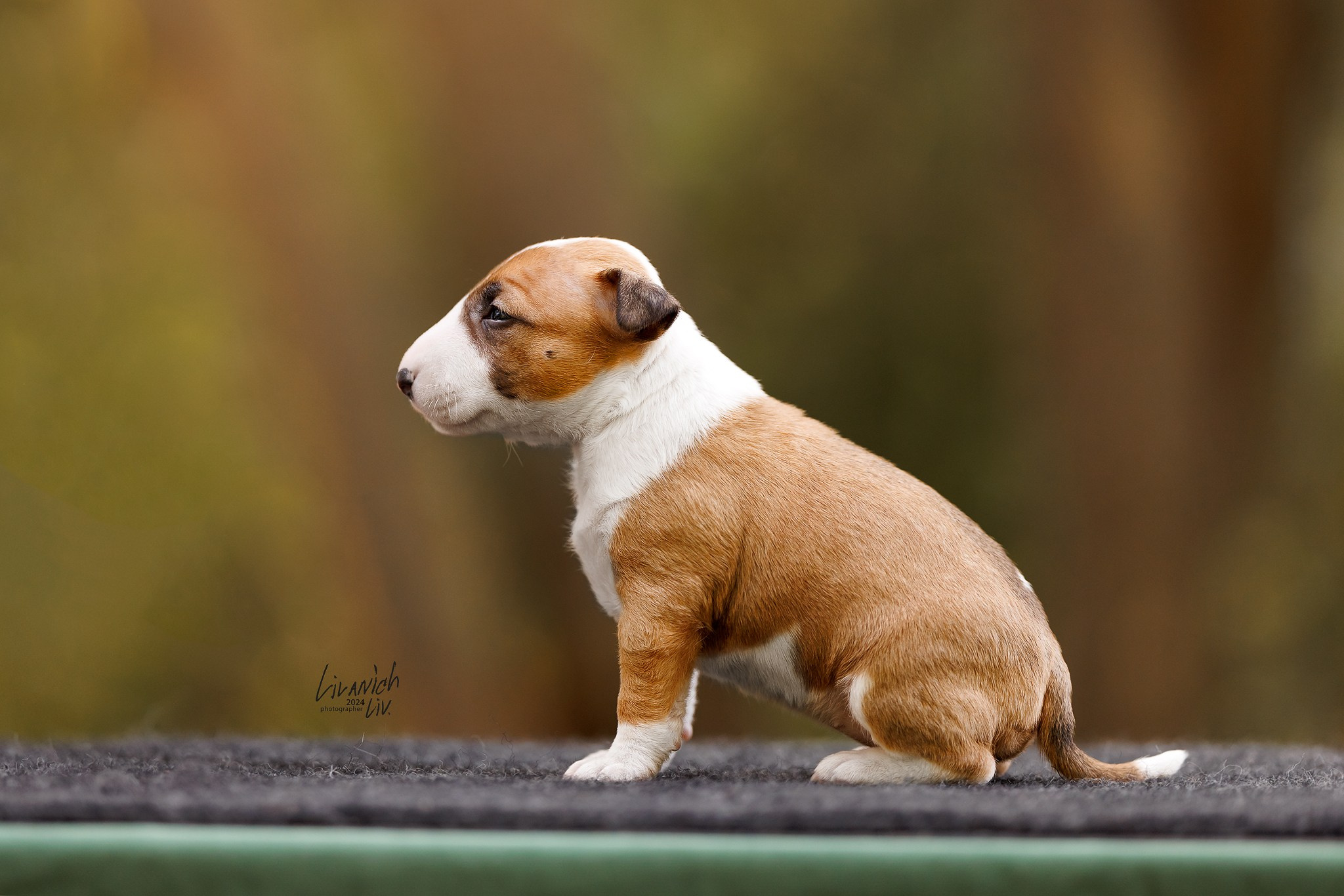 Щенки. Фотограф для вашей собаки