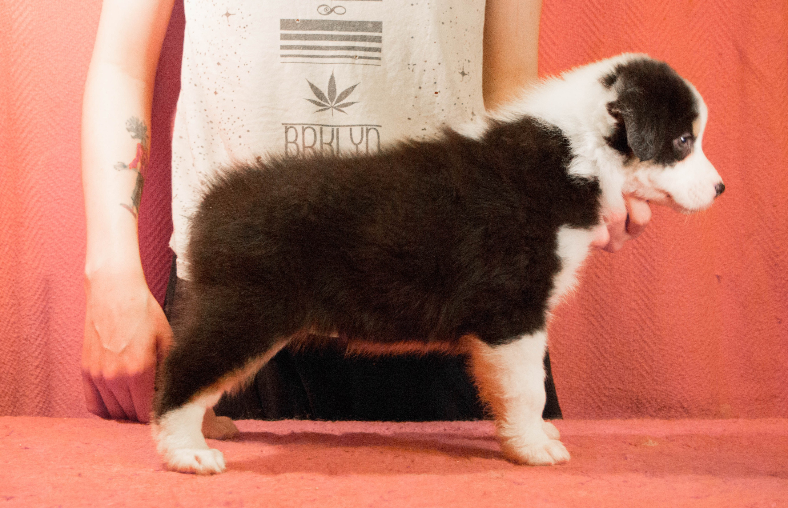 Рави. BLGKV питомник собак