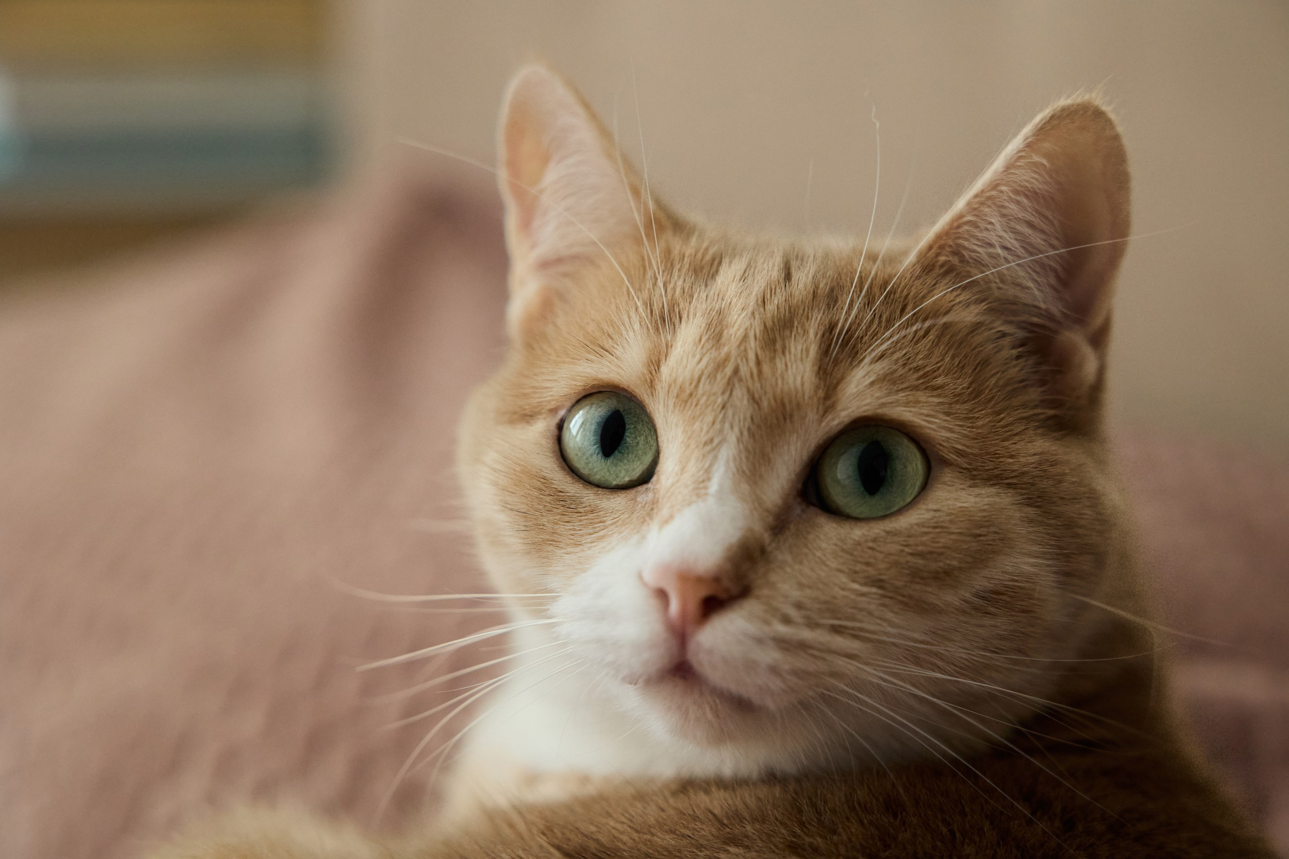Family. Фотограф Москва Людмила Белова