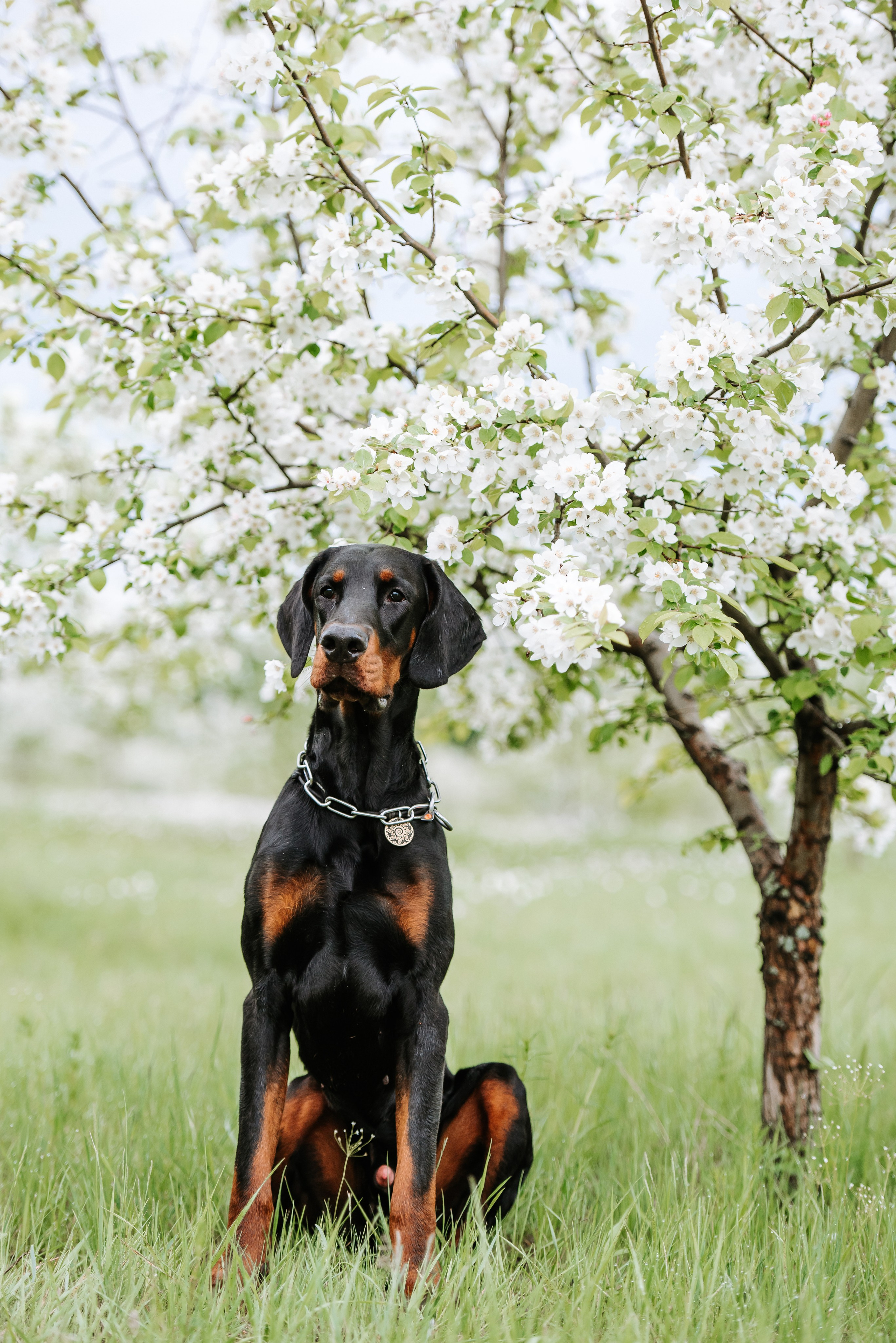 Цветение с доберманами. Фотограф Диана Оленина Красноярск / Братск