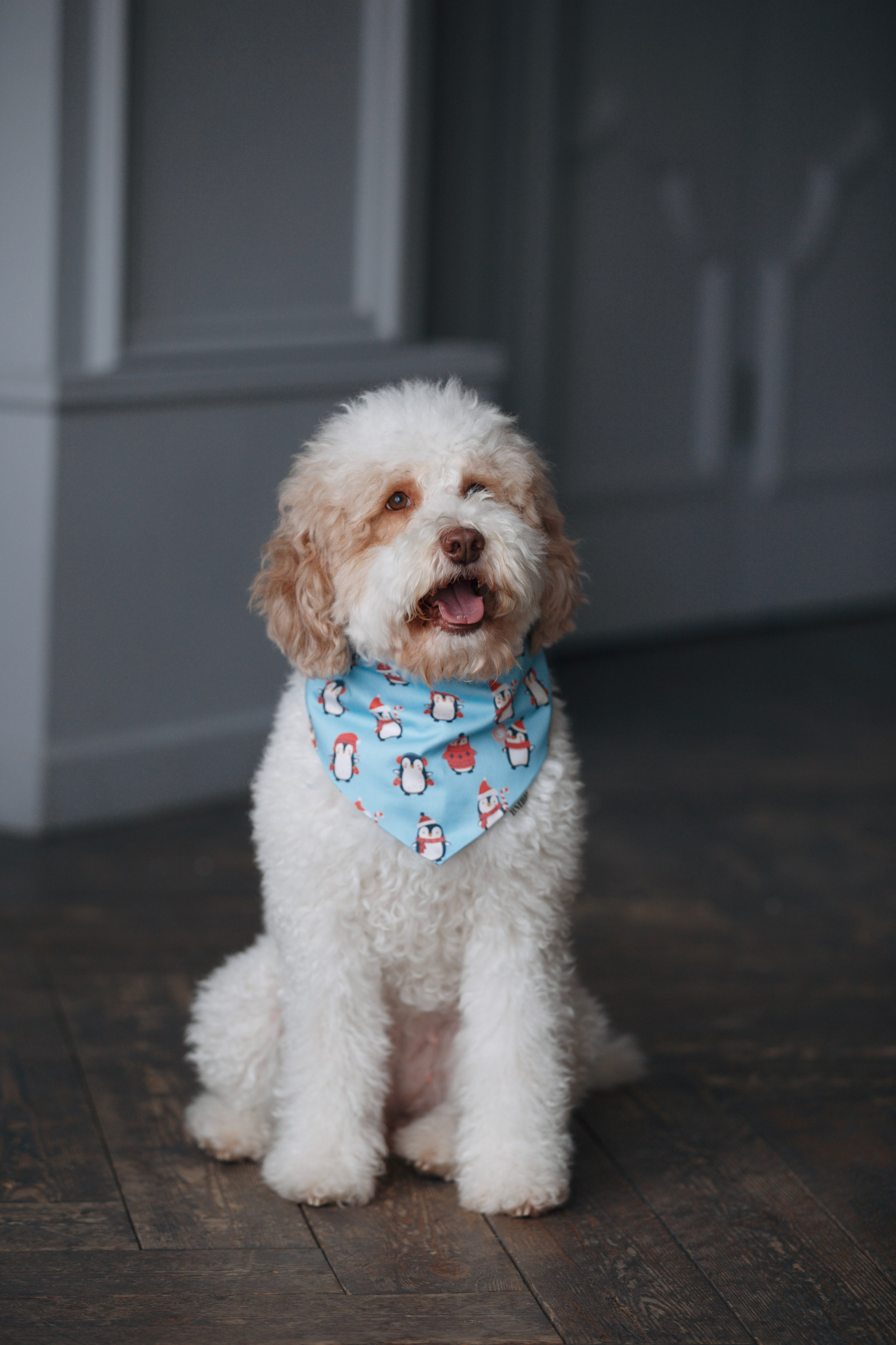 Bmbh лежанки и адресники. Фотограф анималист Кристина Карпова, Москва