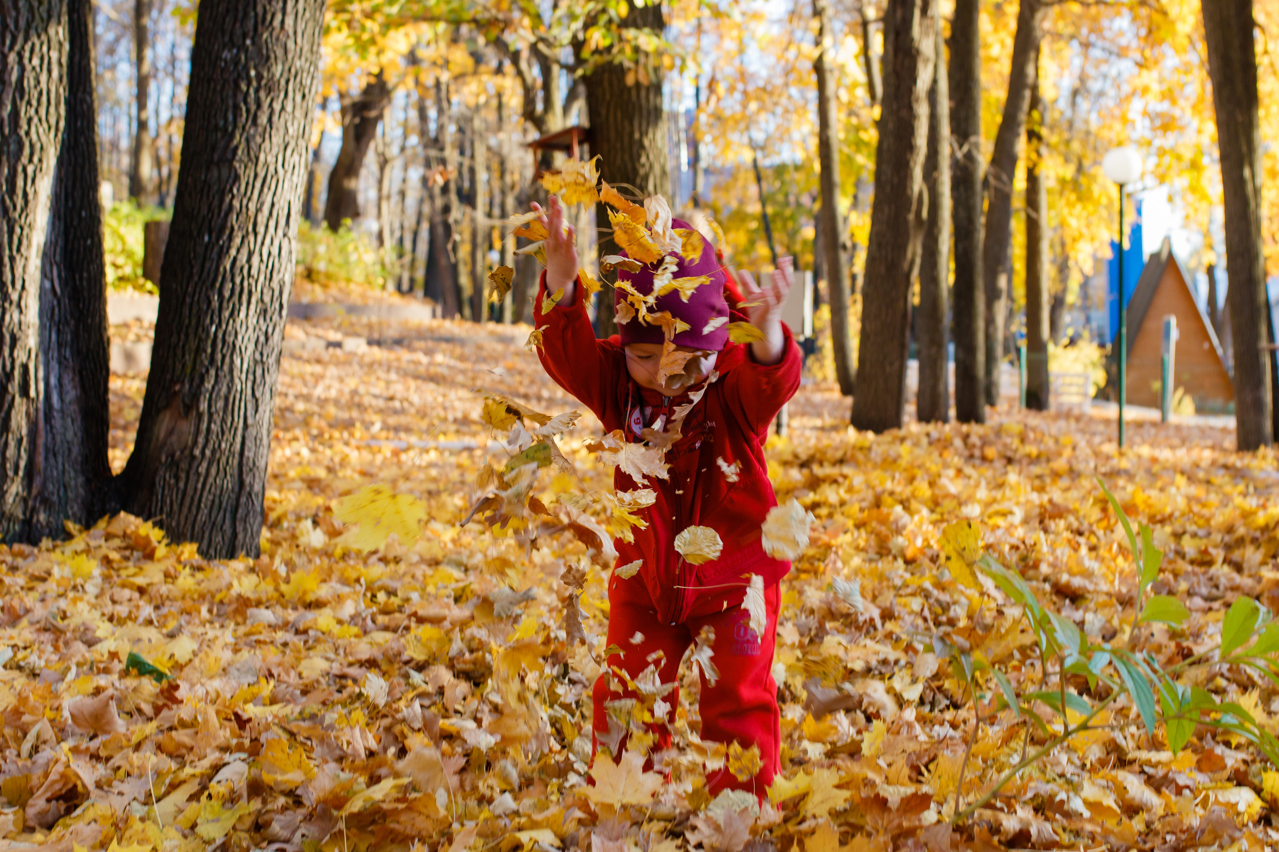 Золотая осень в Дубраве