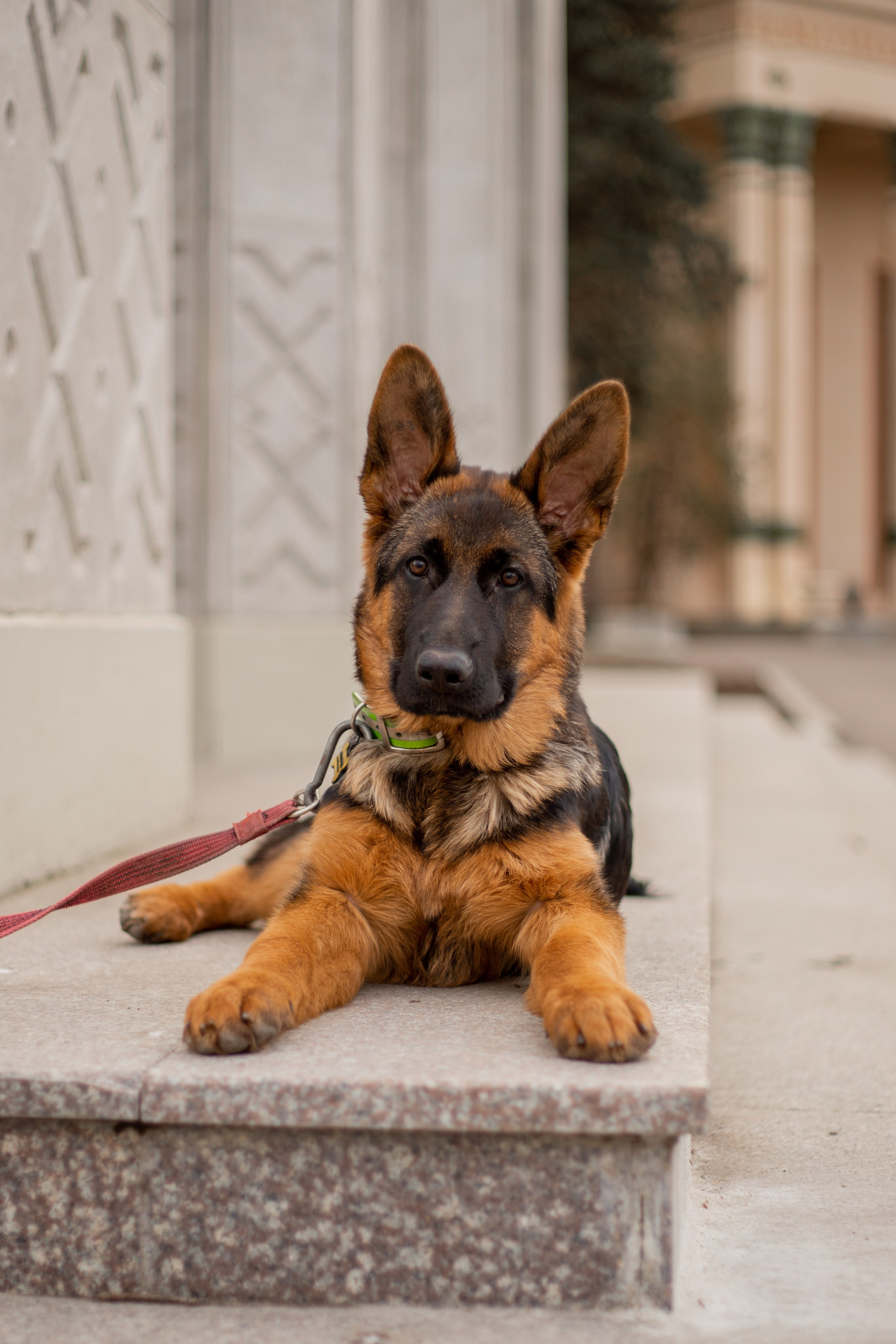 Домашние питомцы. Фотосессии с лошадьми в Москве и МО