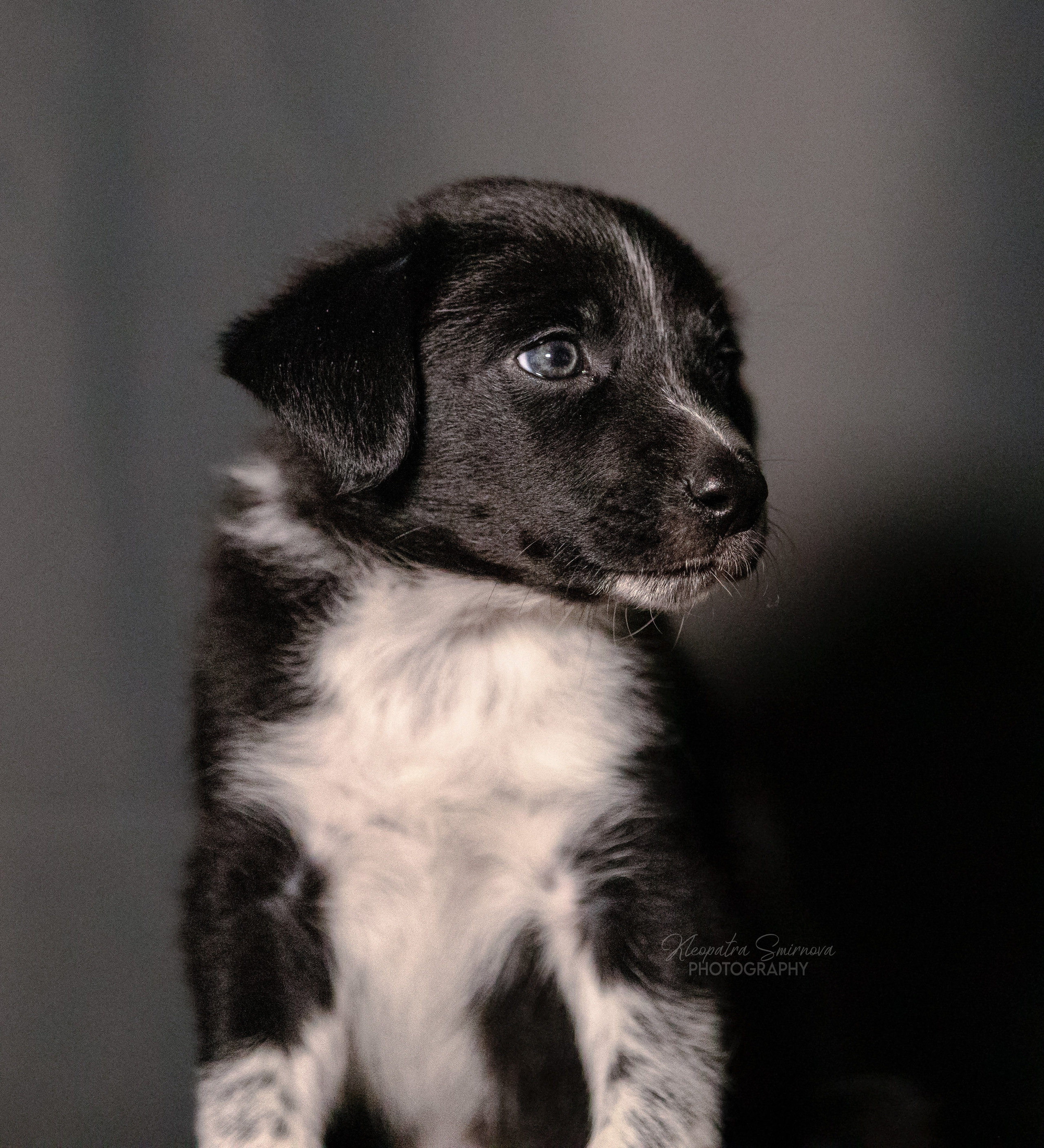Фотограф-анималист Смирнова Клеопатра|Москва