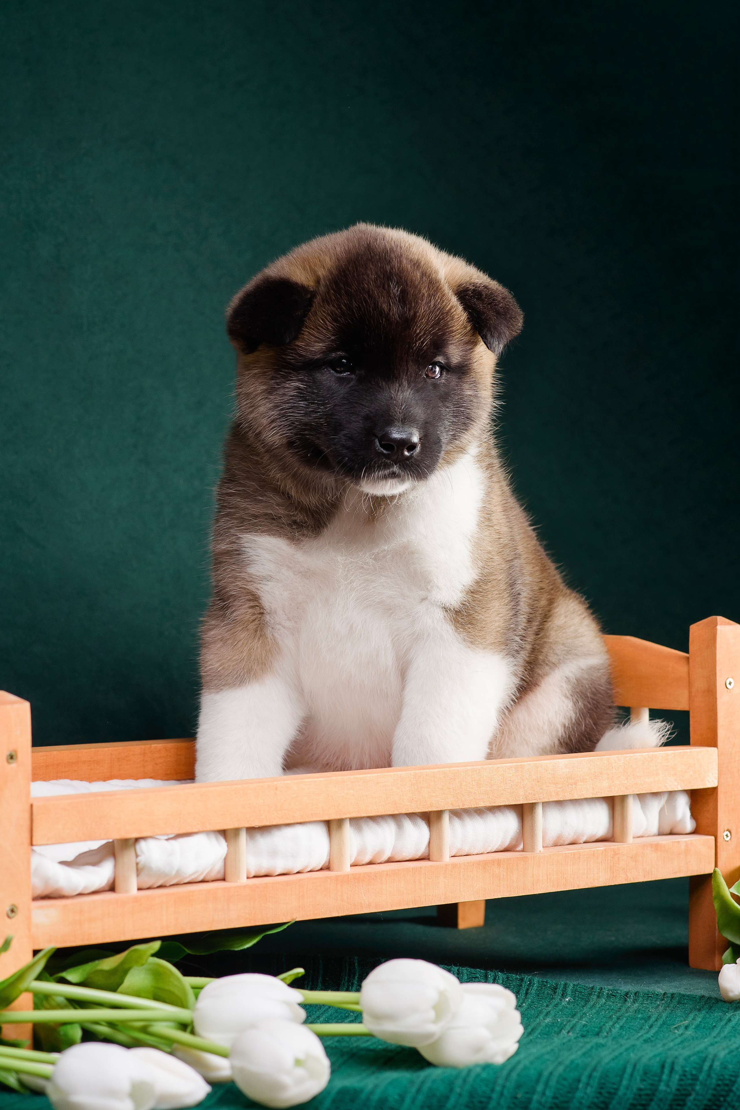 Щенки Американской Акиты. Фотограф — Анималист | Анна Абрамова
