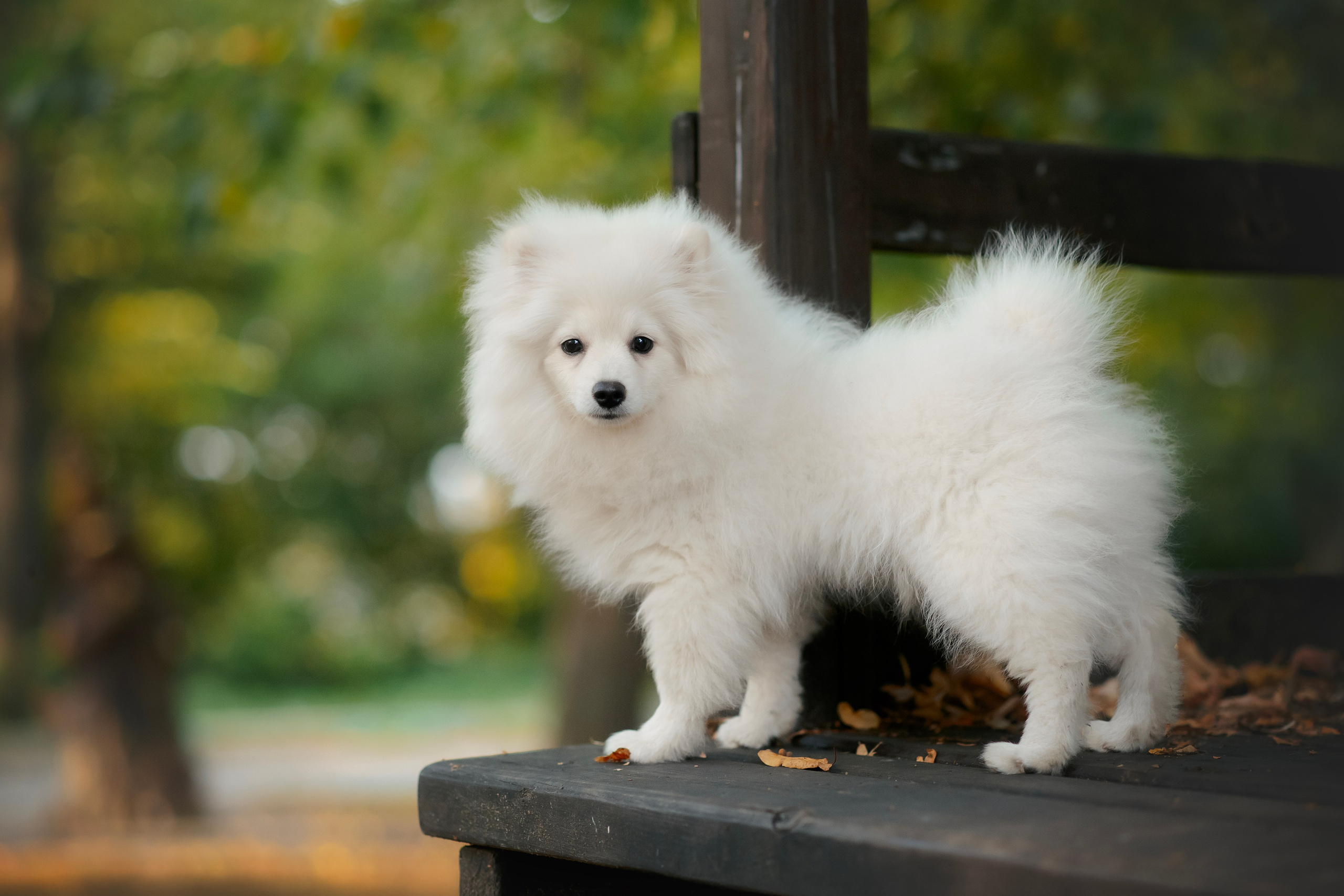Малый немецкий шпиц — 18.09.2025. Фотограф — Анималист | Анна Абрамова