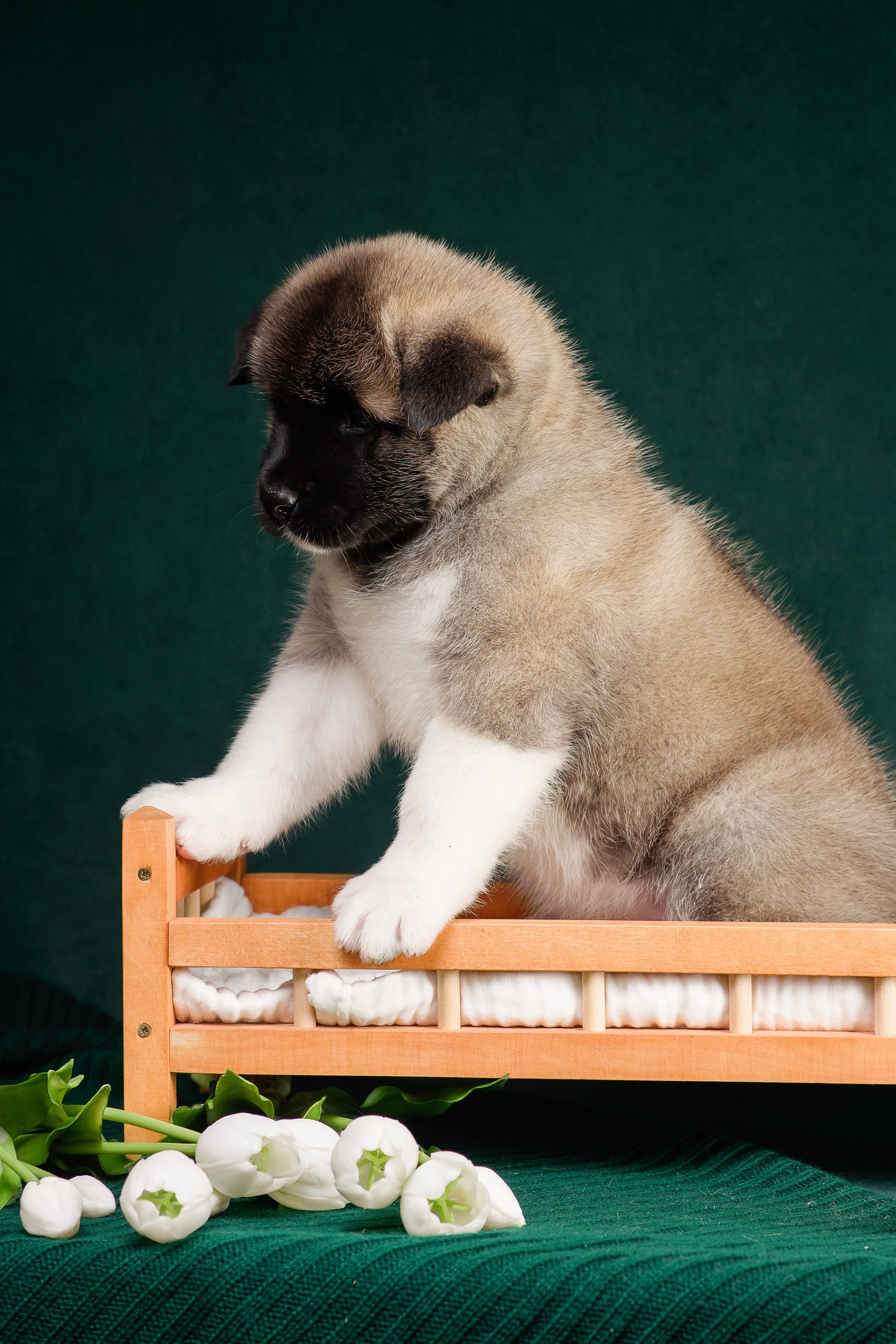 Щенки Американской Акиты. Фотограф — Анималист | Анна Абрамова