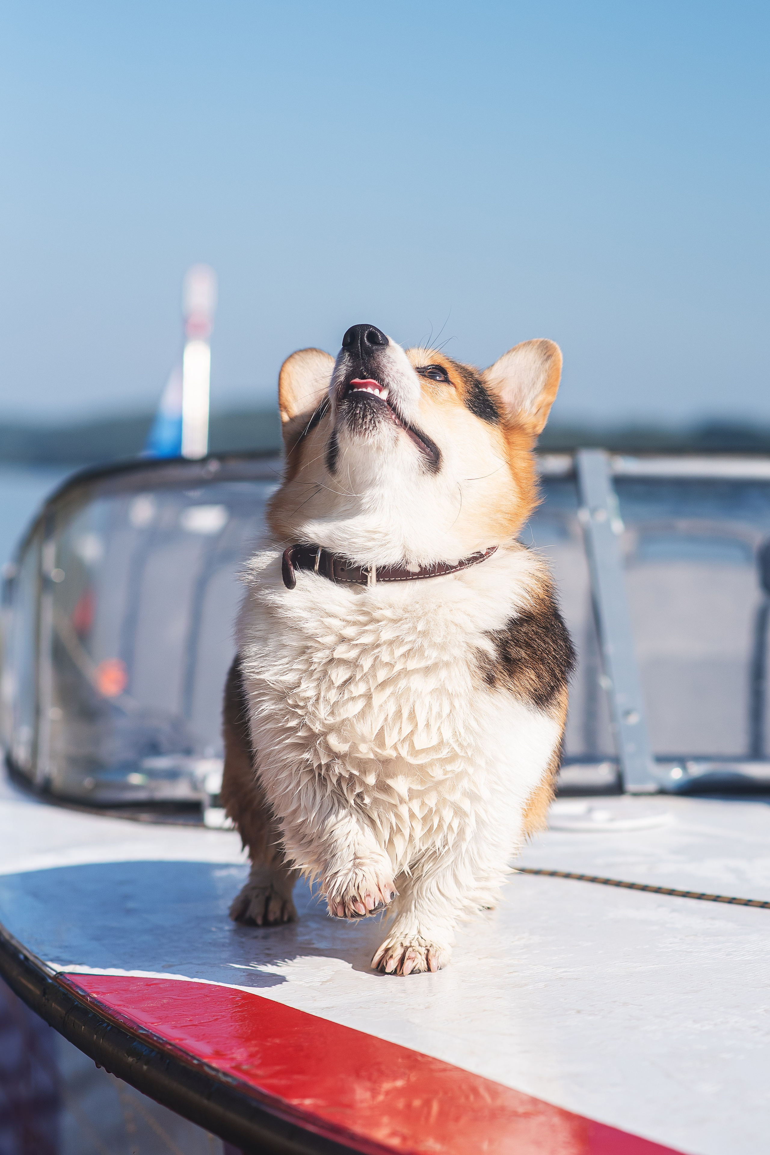 Майк и Лея — 29.08.2024. Фотограф — Анималист | Анна Абрамова