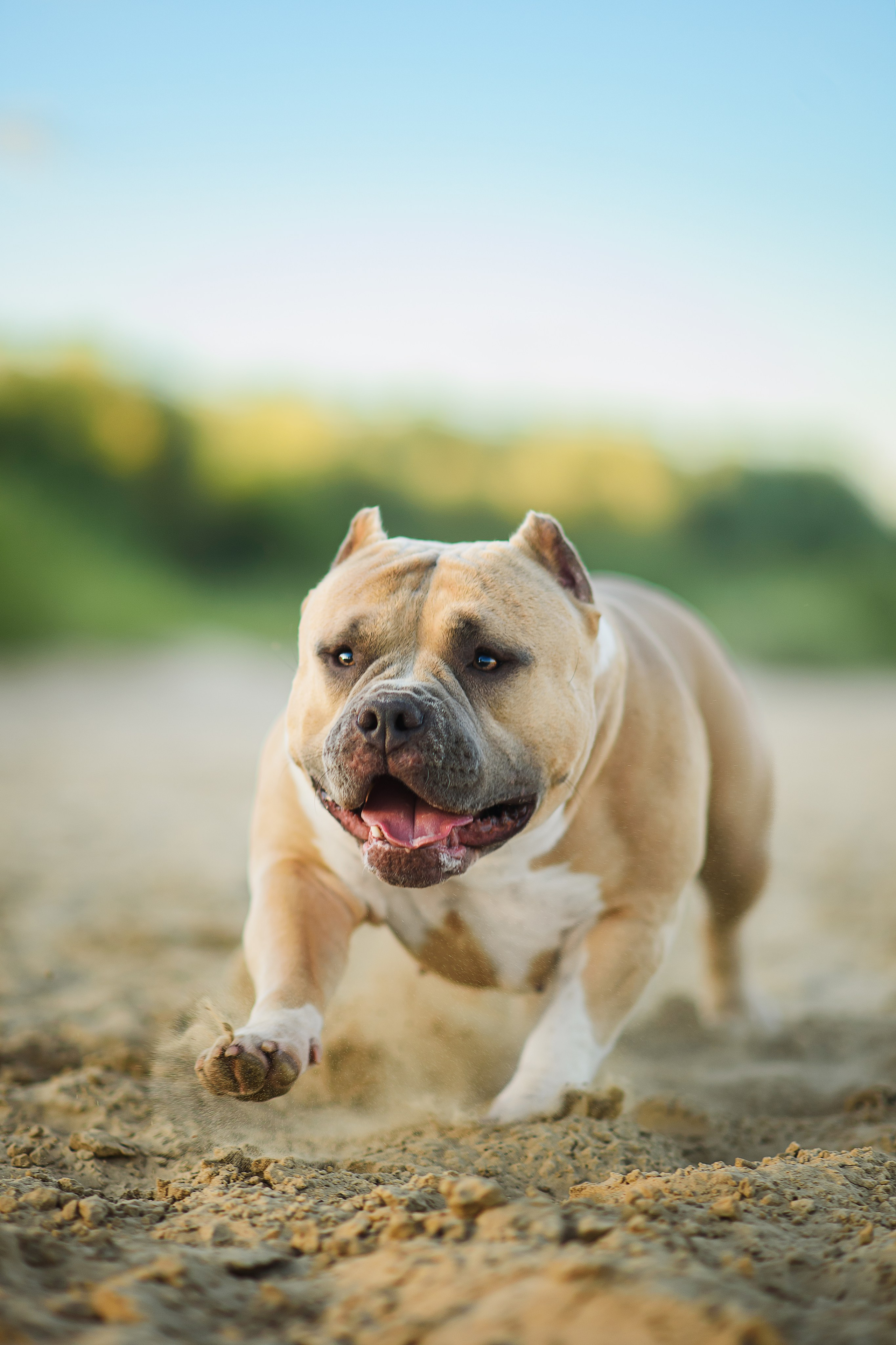 Тея — Амбулли — 23.07.2024. Фотограф — Анималист | Анна Абрамова