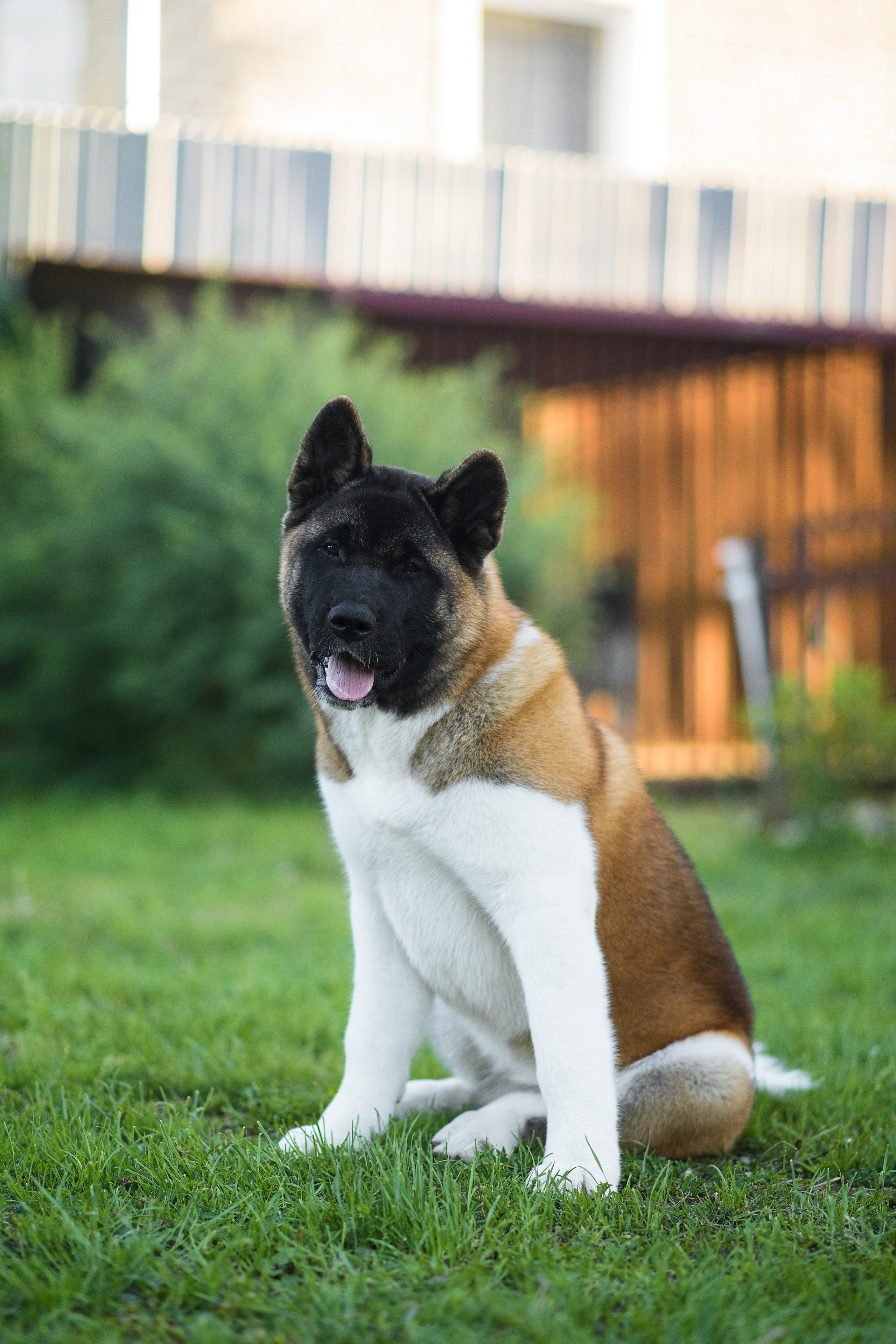 Луна — 21.06.2024. Фотограф — Анималист | Анна Абрамова