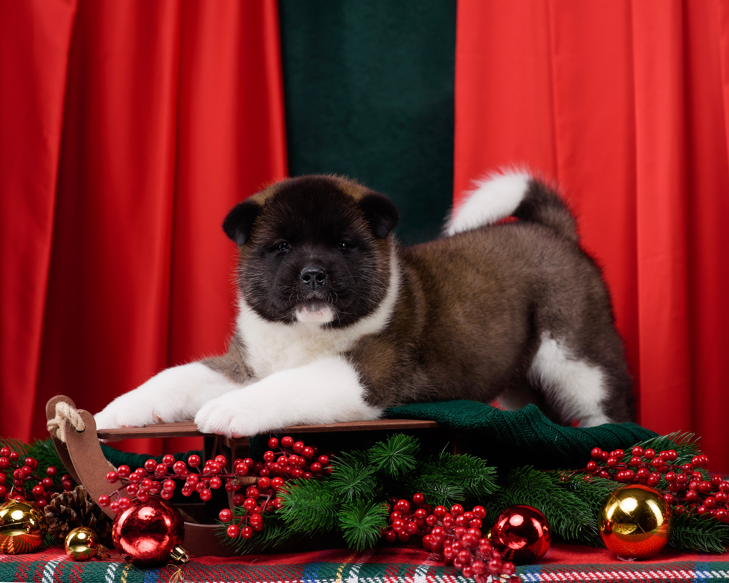 Щенки Американской Акиты. Фотограф — Анималист | Анна Абрамова