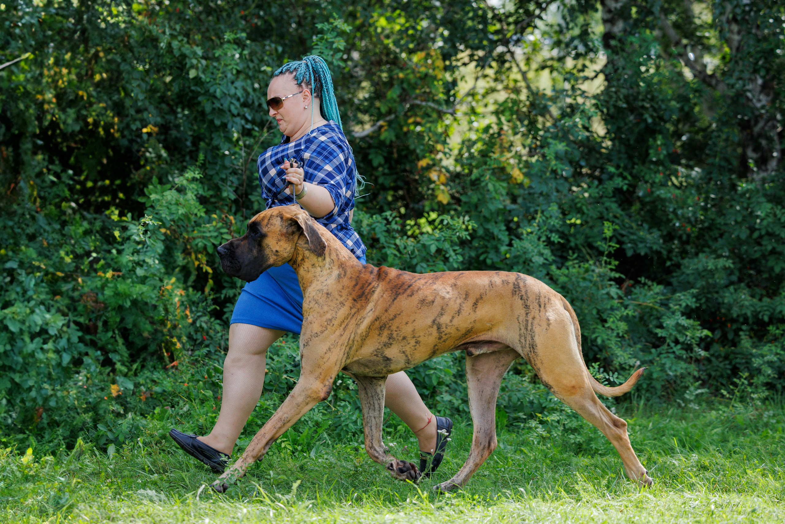 Астана 2хCACIB 17-18.08.2024. Фотограф-анималист Юлия Германика