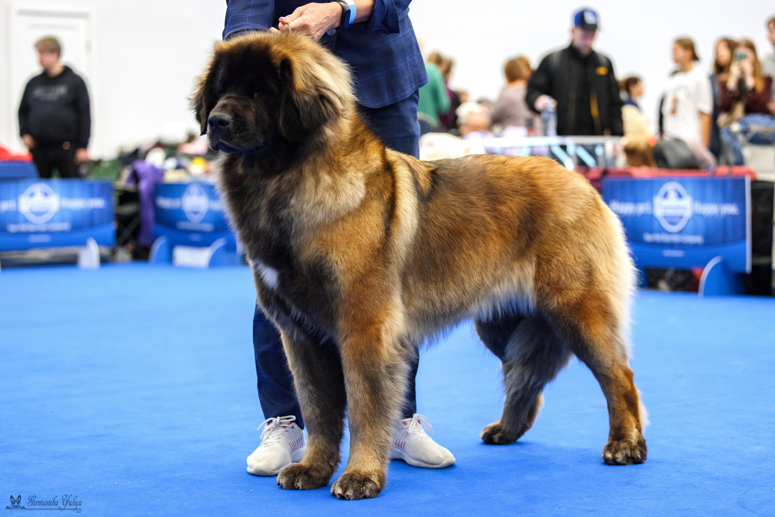 Нижний Новгород 21-22.10.2023. Фотограф-анималист Юлия Германика