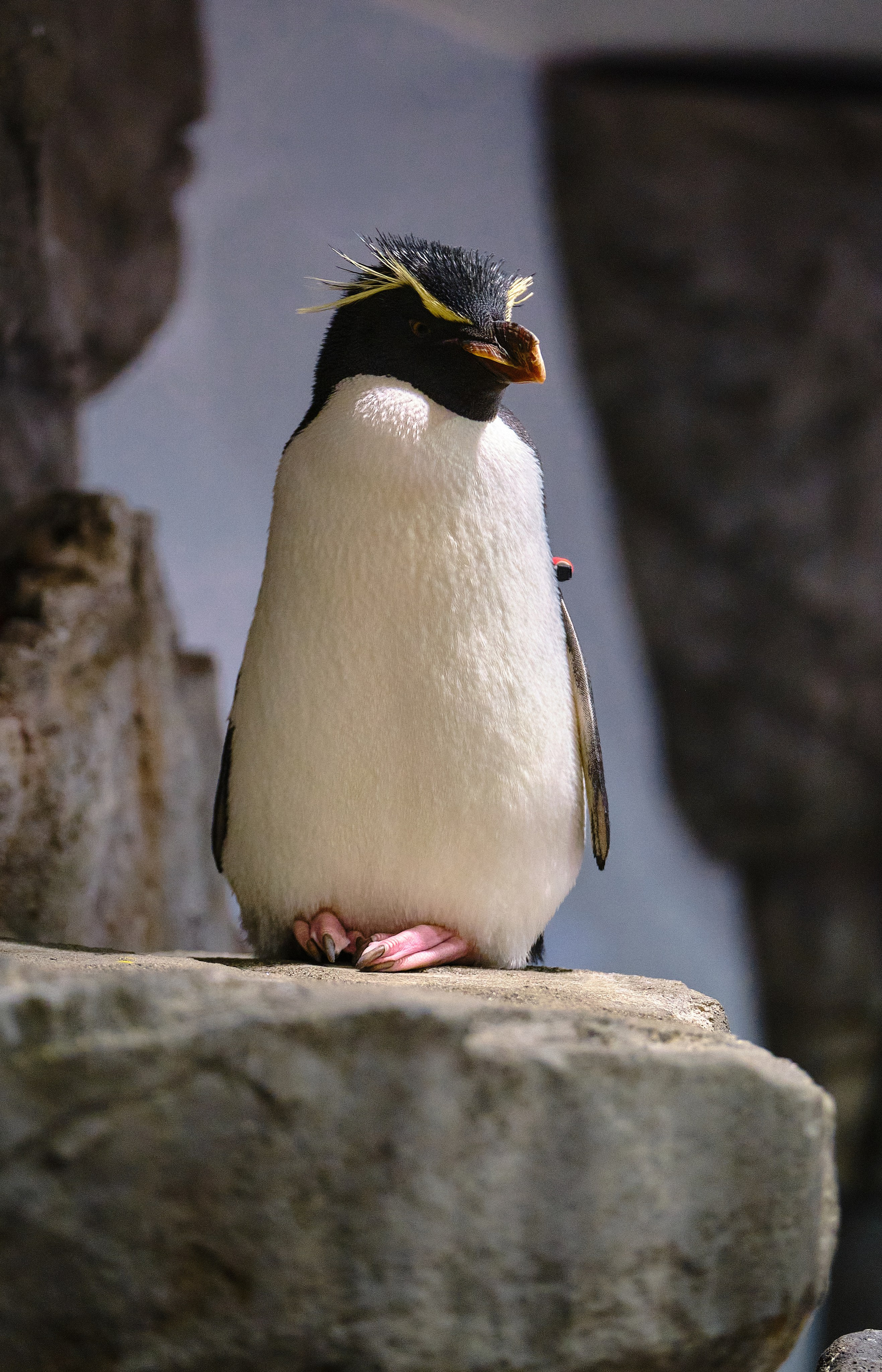 Japan / Osaka≫Kyoto≫Tokyo. Aleksandr Kobtsev