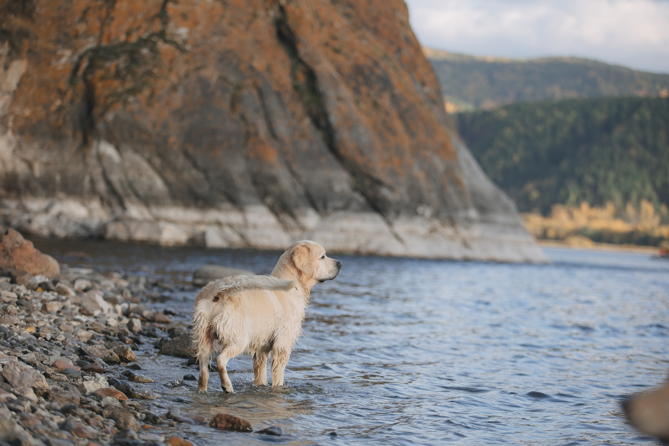 Снежик и Веста. Свадебный и женский фотограф