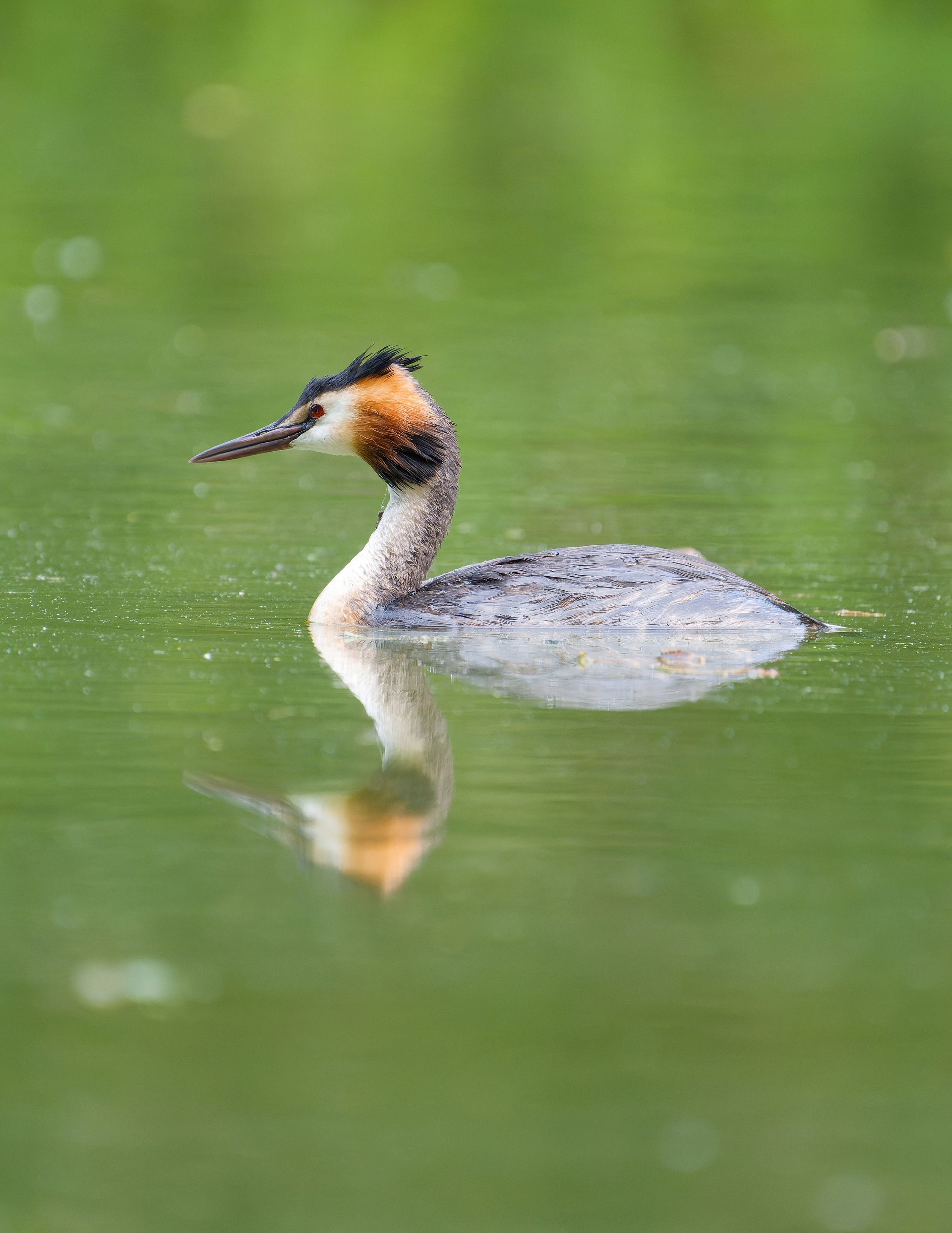 Птицы и животные. Oles Paritskiy