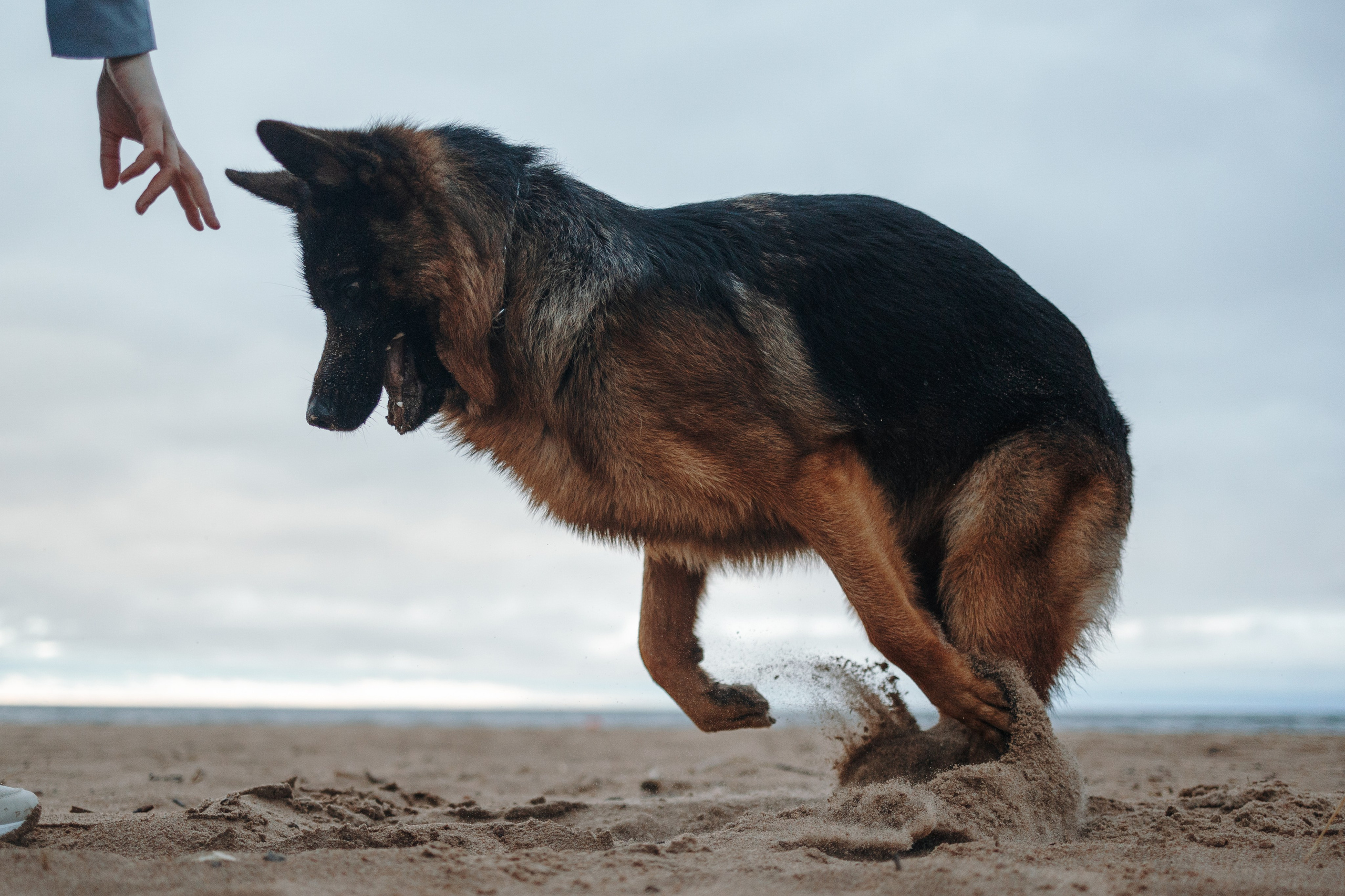 Катя и Агат. Фотограф — Анималист | Санкт-Петербург