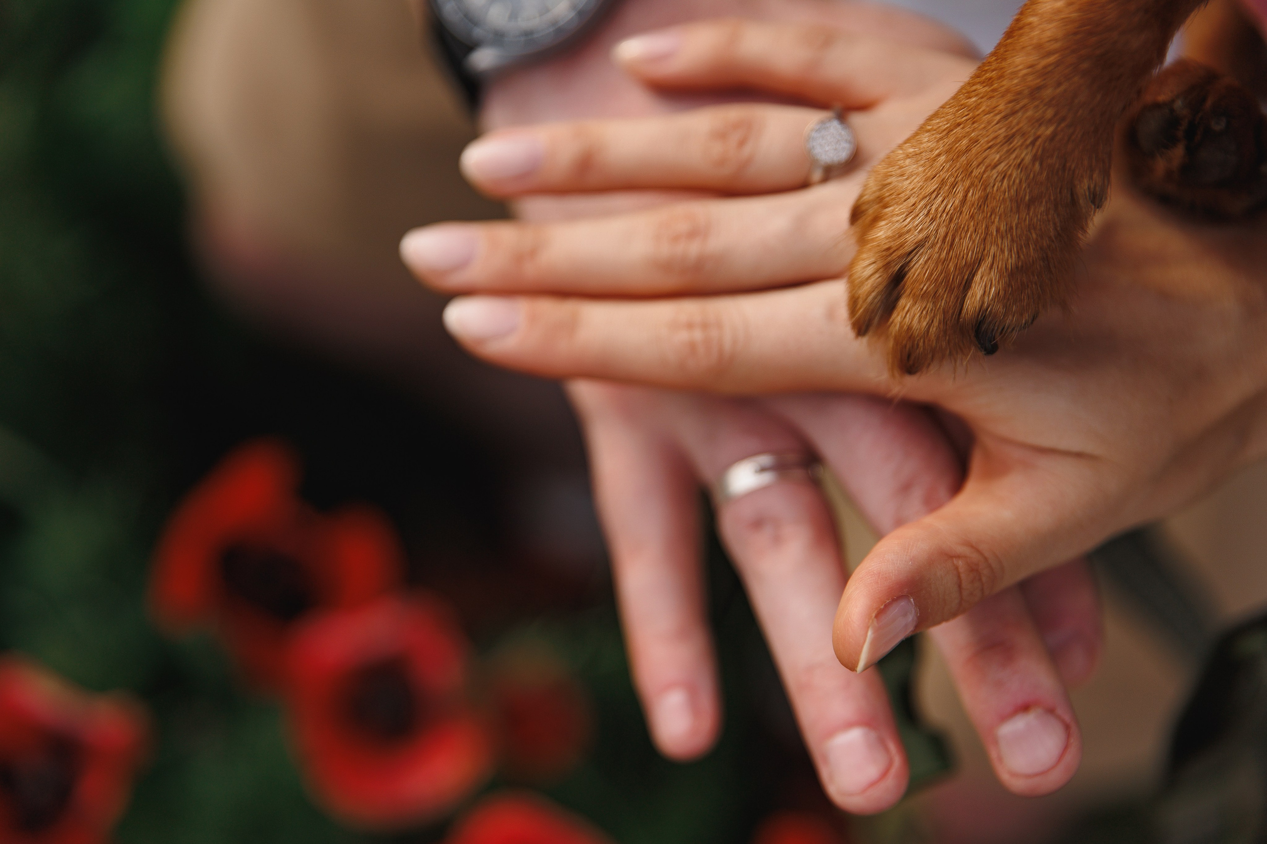 Miroslava&Ilia in Kaheti. Wedding photographer in St. Petersburg, Europe and Israel Anna Agafon