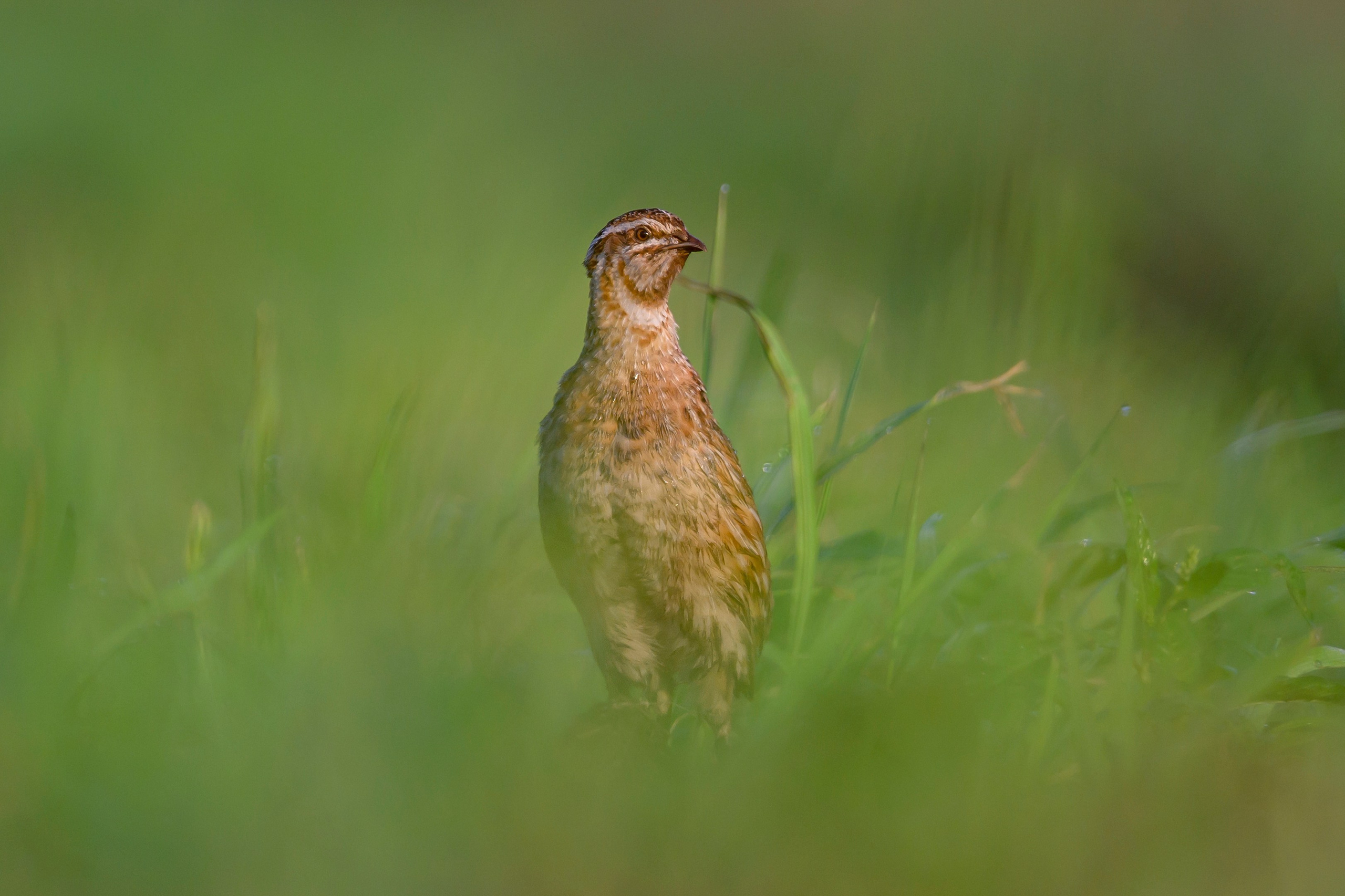 Перепел на рассвете. Wildlife photography by Sergey Puponin