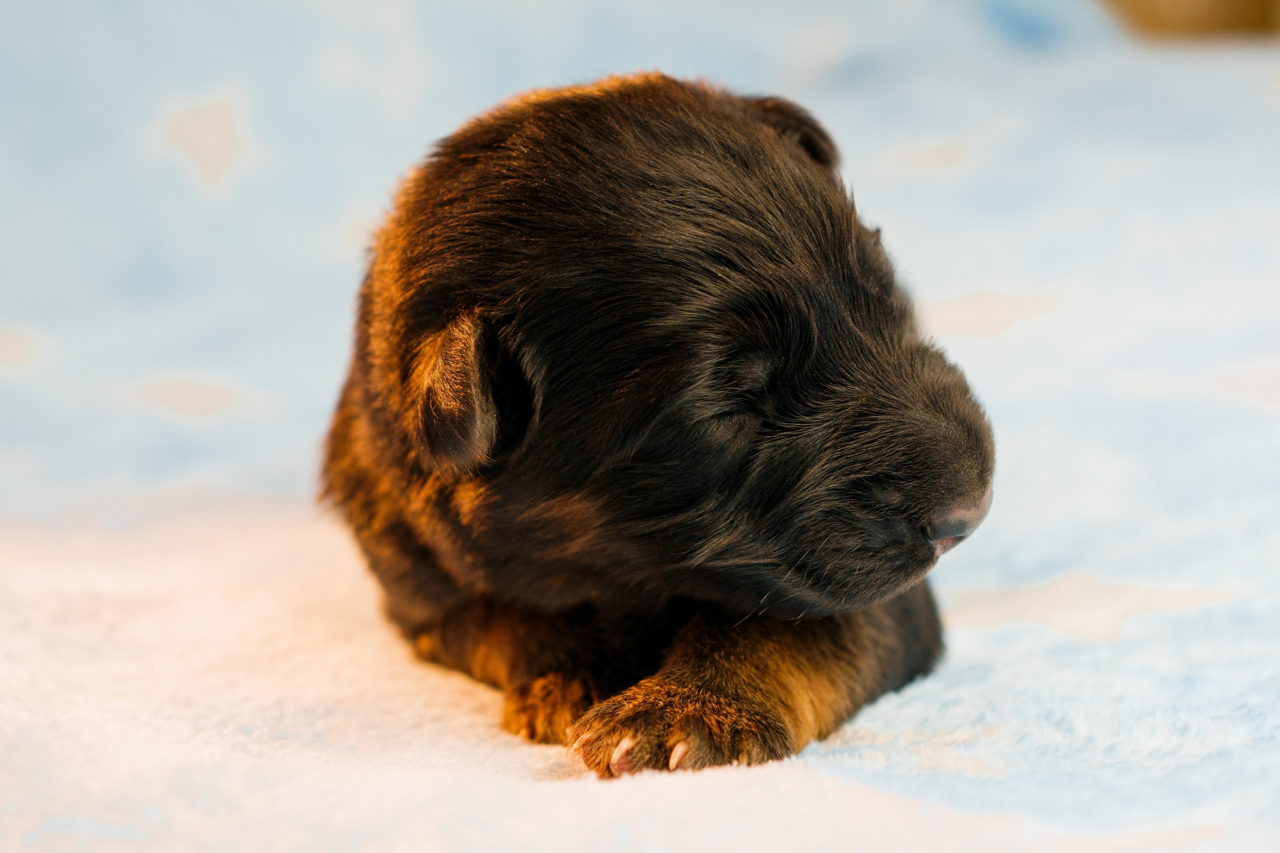 Новорожденные немецкие овчарки. Фотограф-анималист Анастасия Большакова