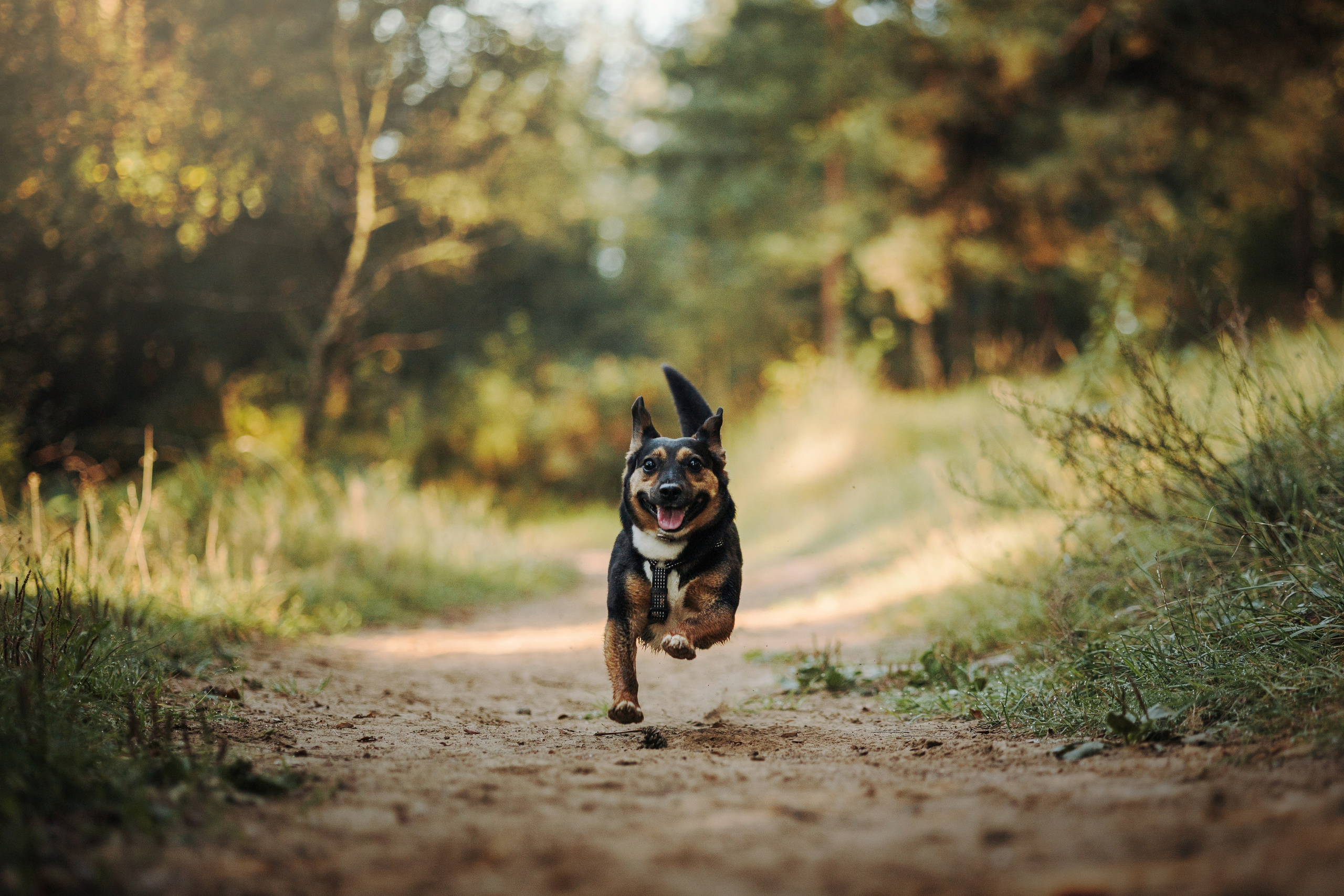 Ольга и Рекс. Фотограф — Анималист | Санкт-Петербург
