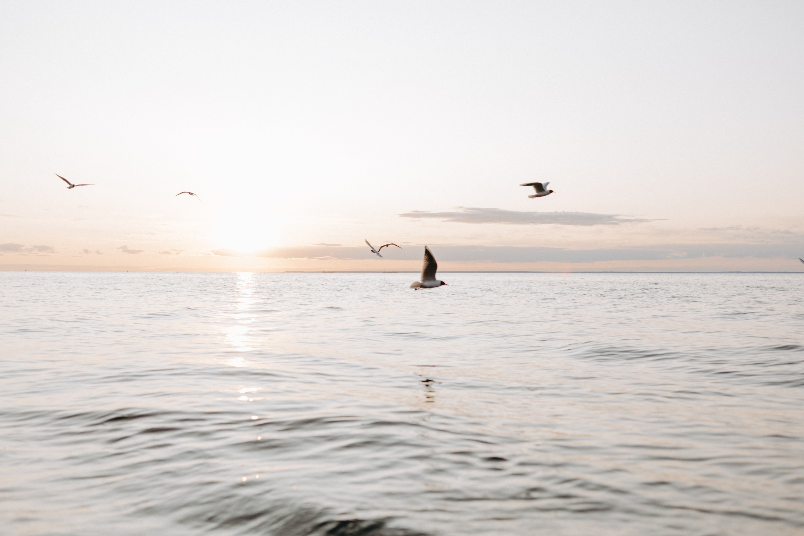 Диана и ее мальчики. Фотограф — Анималист | Санкт-Петербург