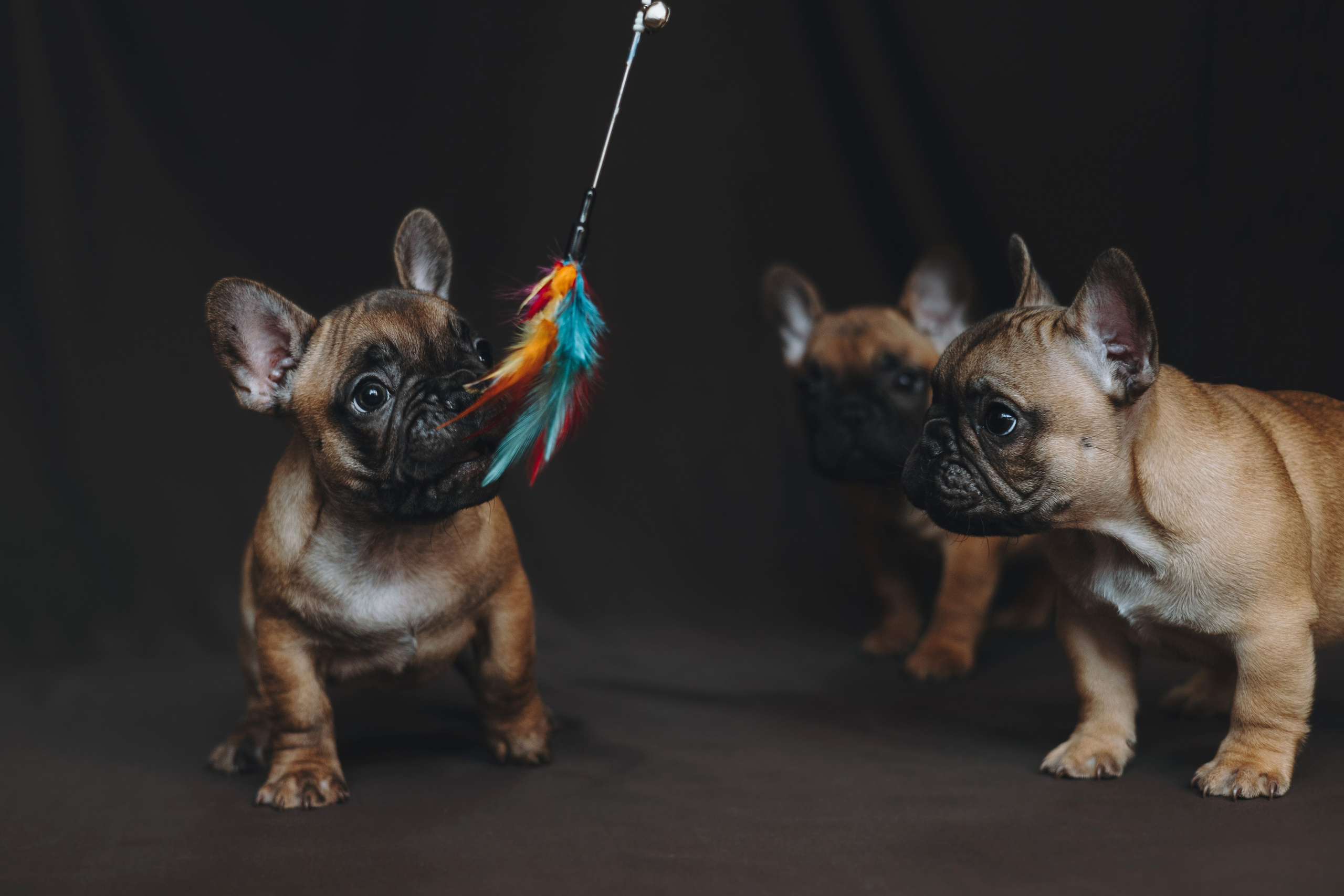 Щеночки. Фотограф — анималист Владивосток, Алина