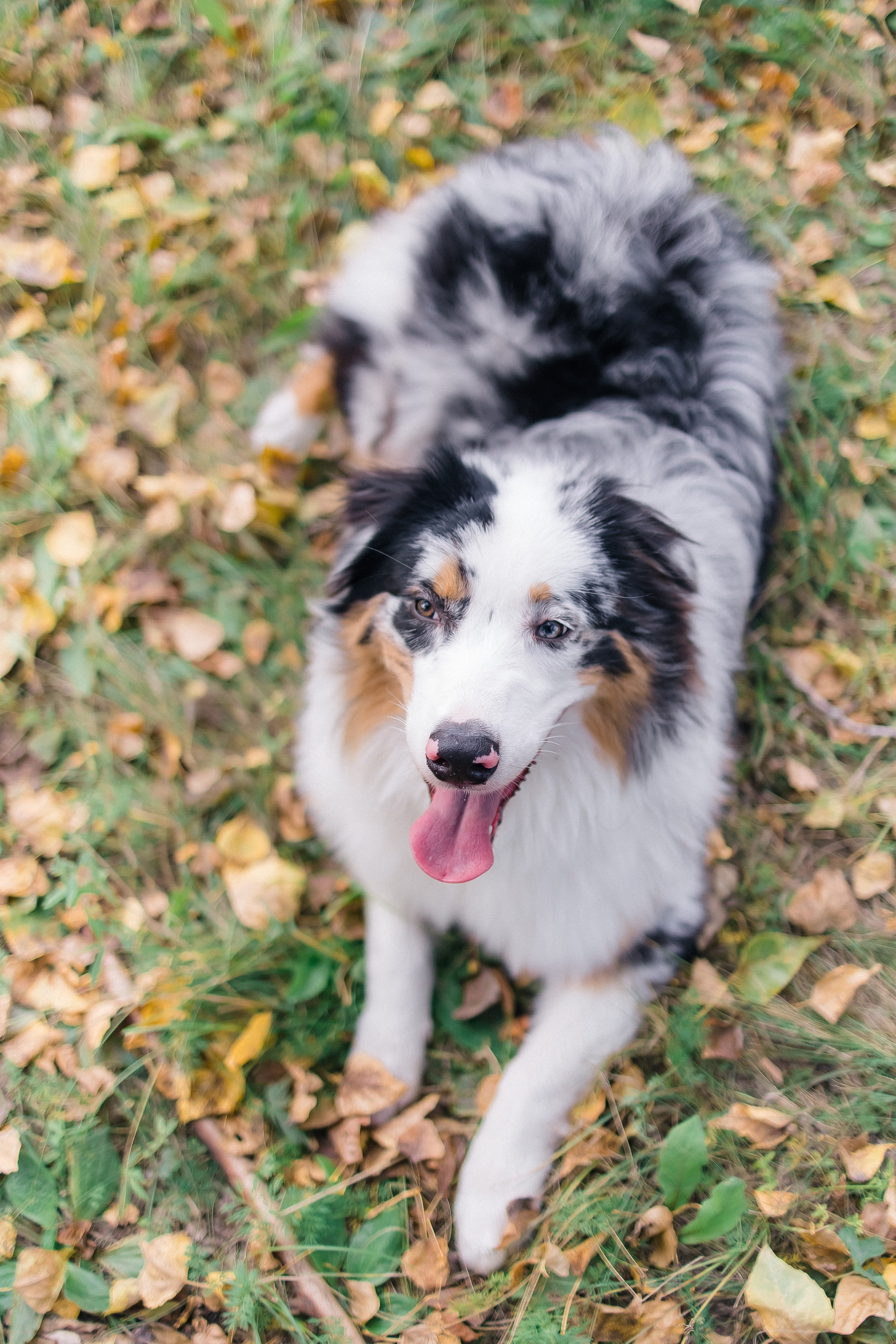 Аусси Дэймон. Свадебный и женский фотограф