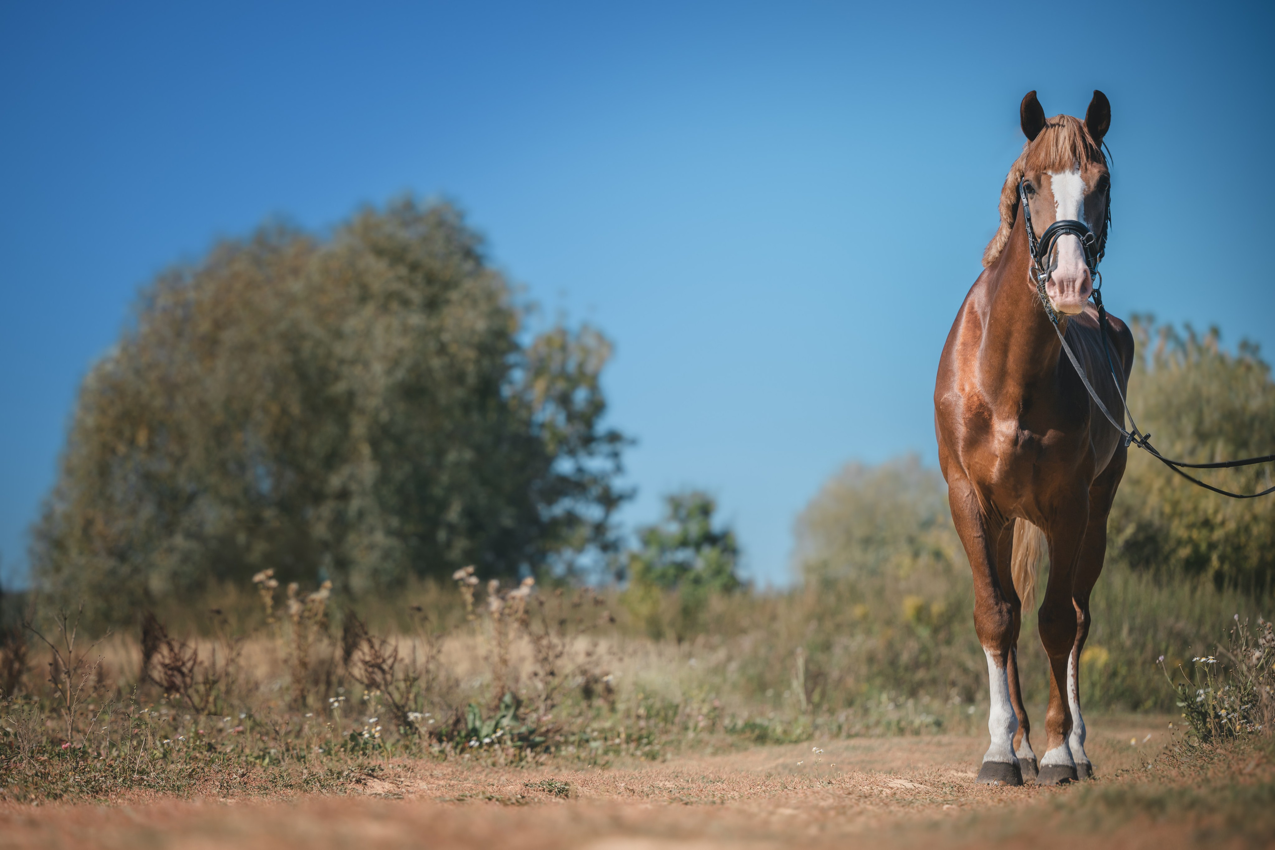 Виктория и Лео. Фотограф Анималист в Москве Анастасия Жучкова