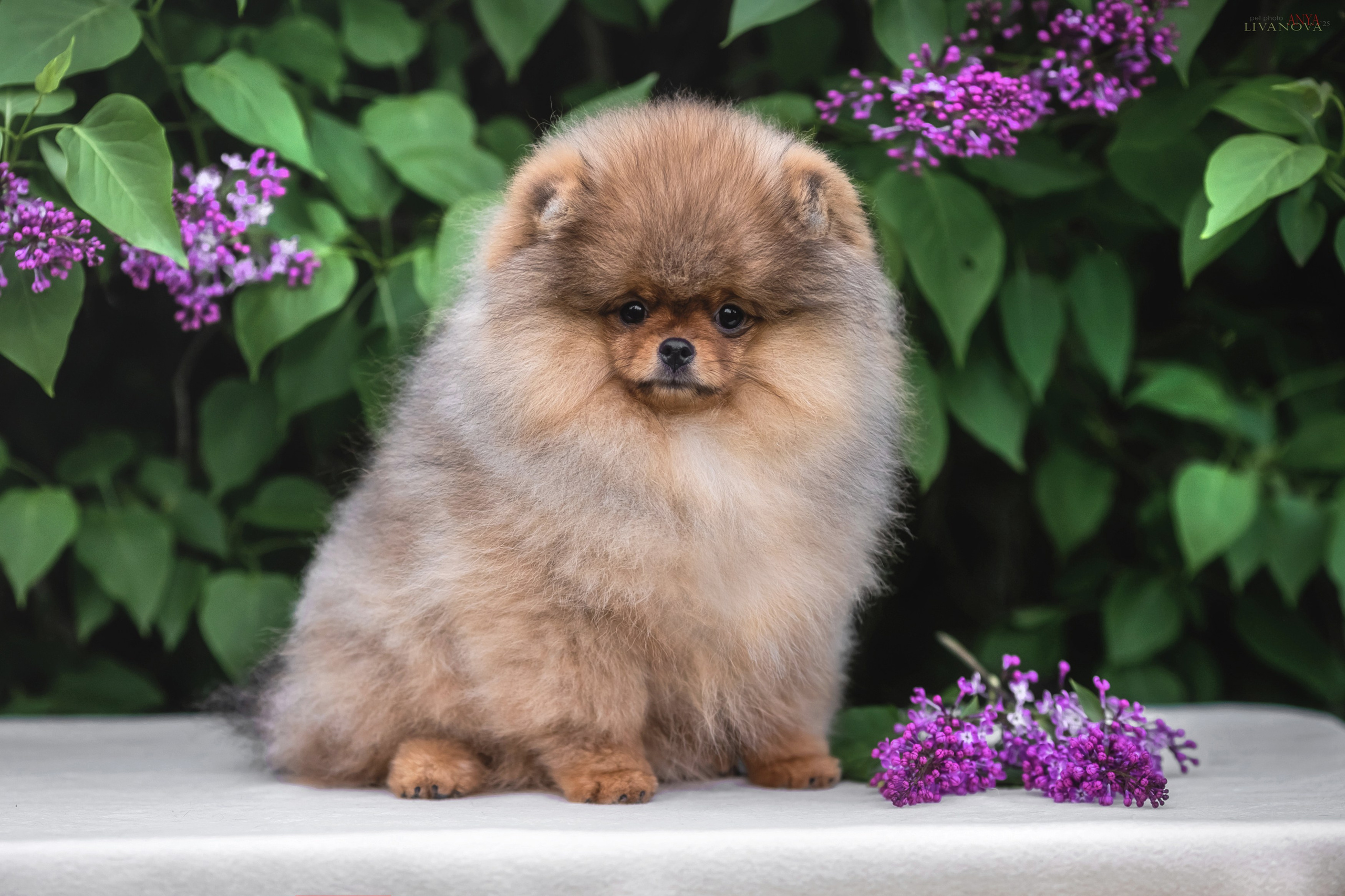 Шпицы. Фотограф анималист Аня Ливанова | Рыбинск