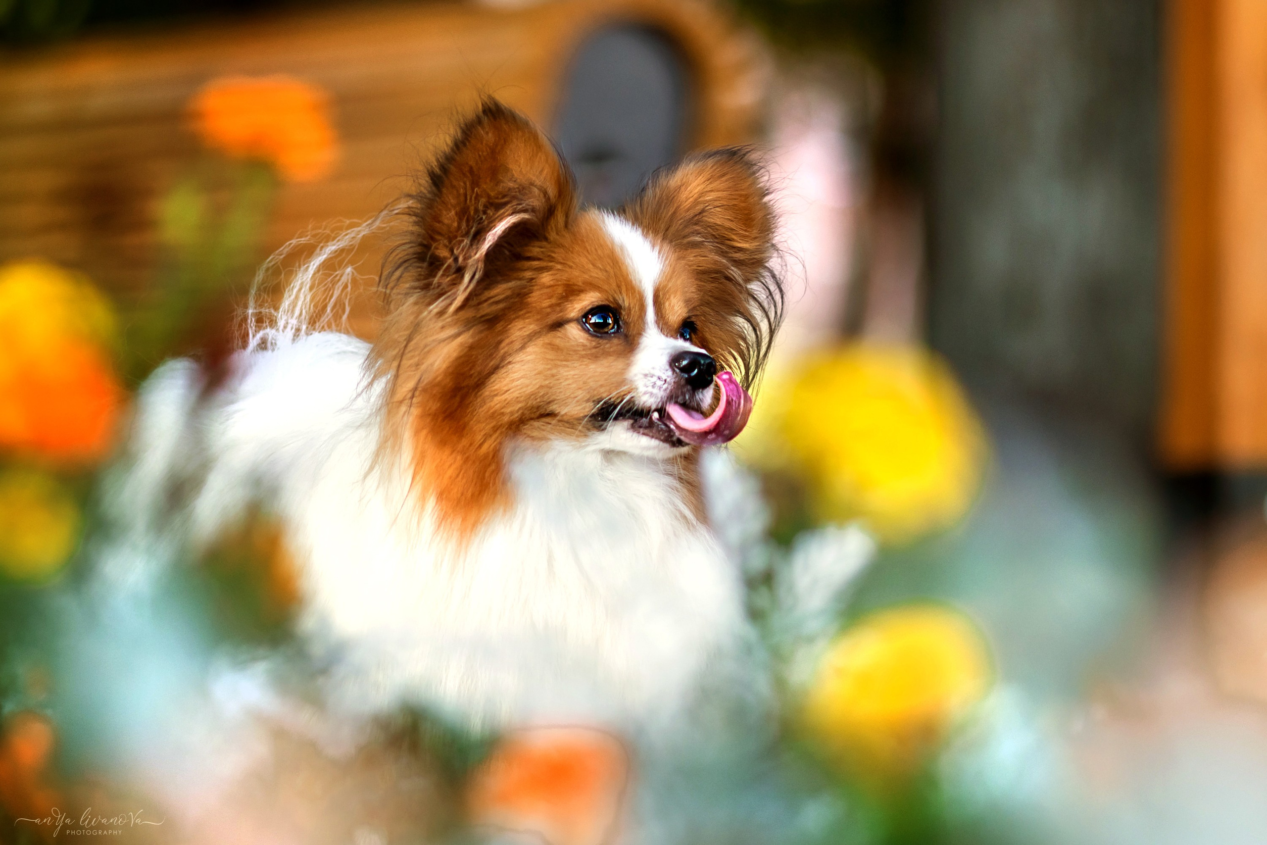 Царёчик 3 года. Фотограф анималист Аня Ливанова | Рыбинск