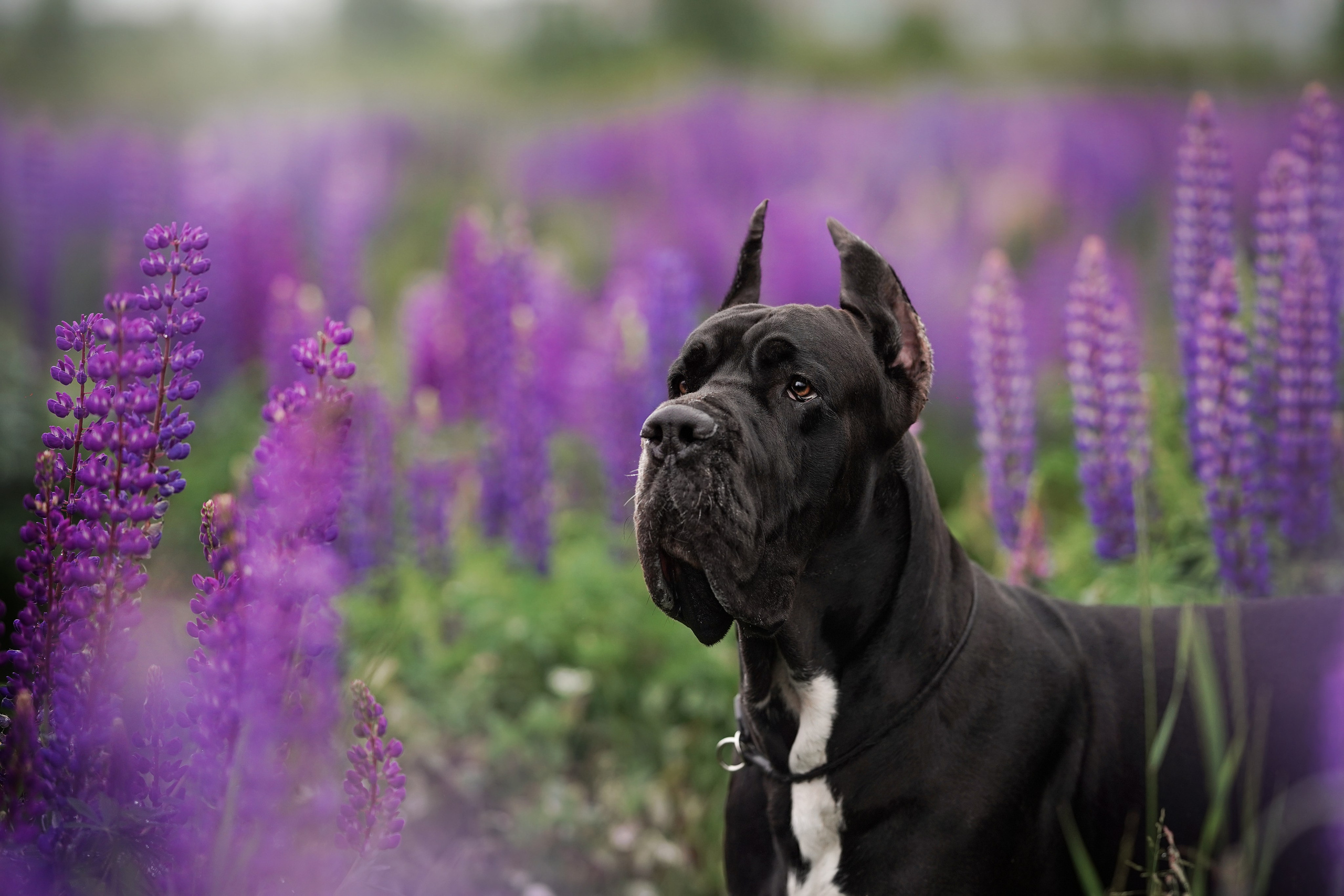 Вика и Трофей люпины. Фотограф-анималист в Санкт-Петербурге Яна Мартынова