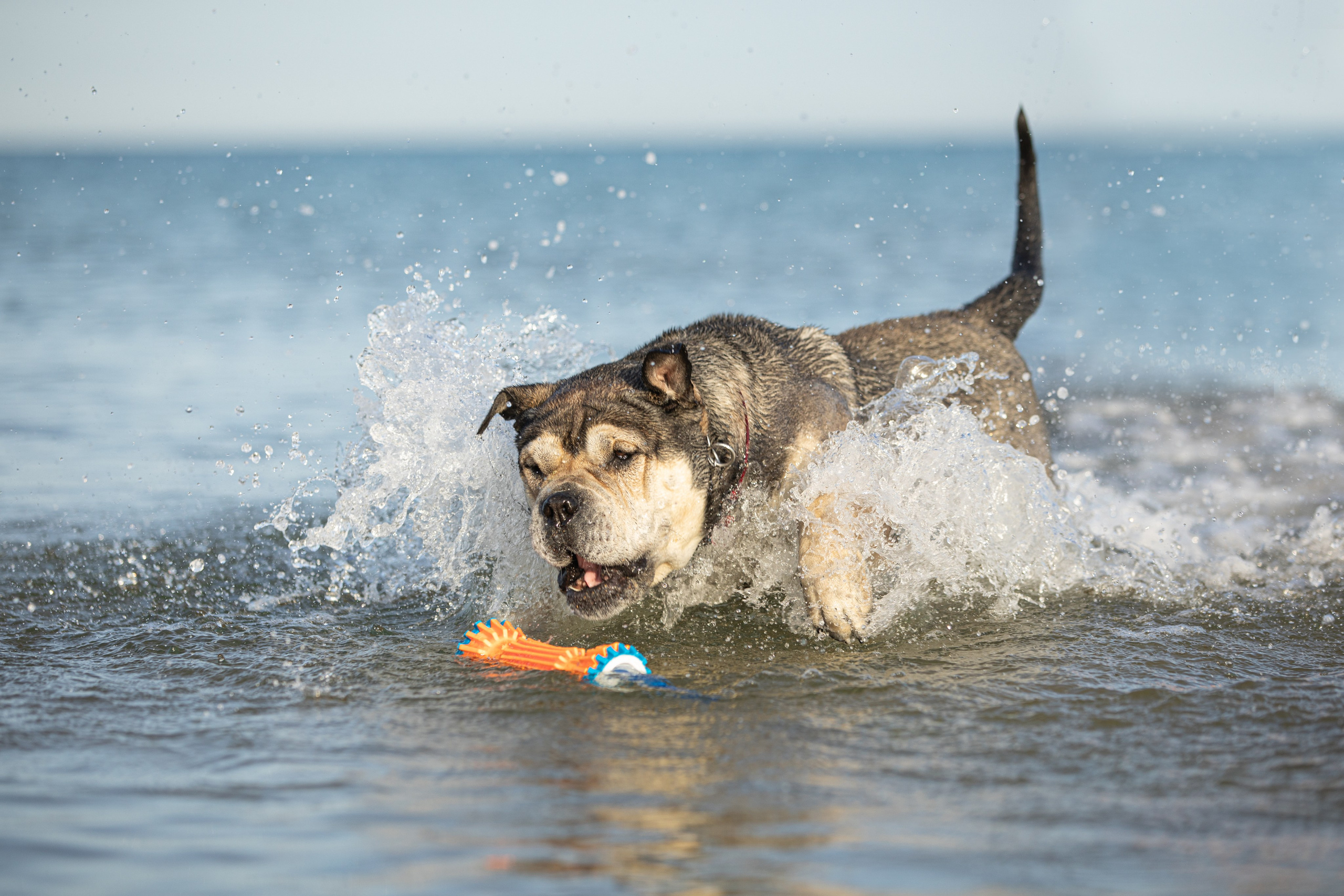 В движении. Yana Karamysheva Animal Photo