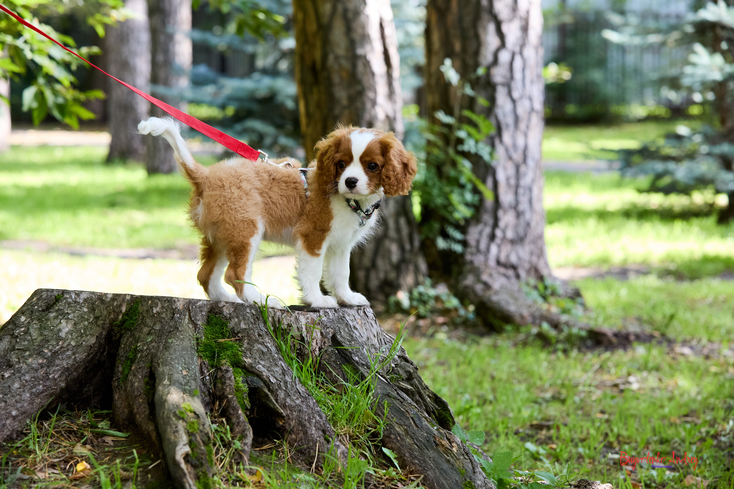 Фотопрогулка с кавалерами. Buyvolenko Andrey