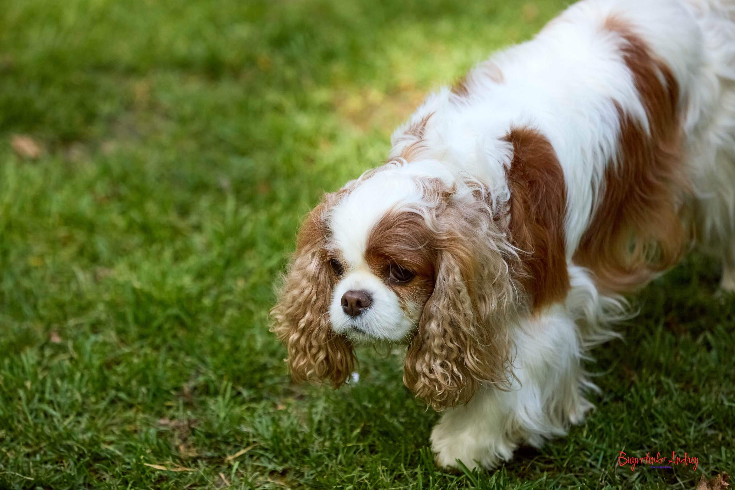 Фотопрогулка с кавалерами. Buyvolenko Andrey