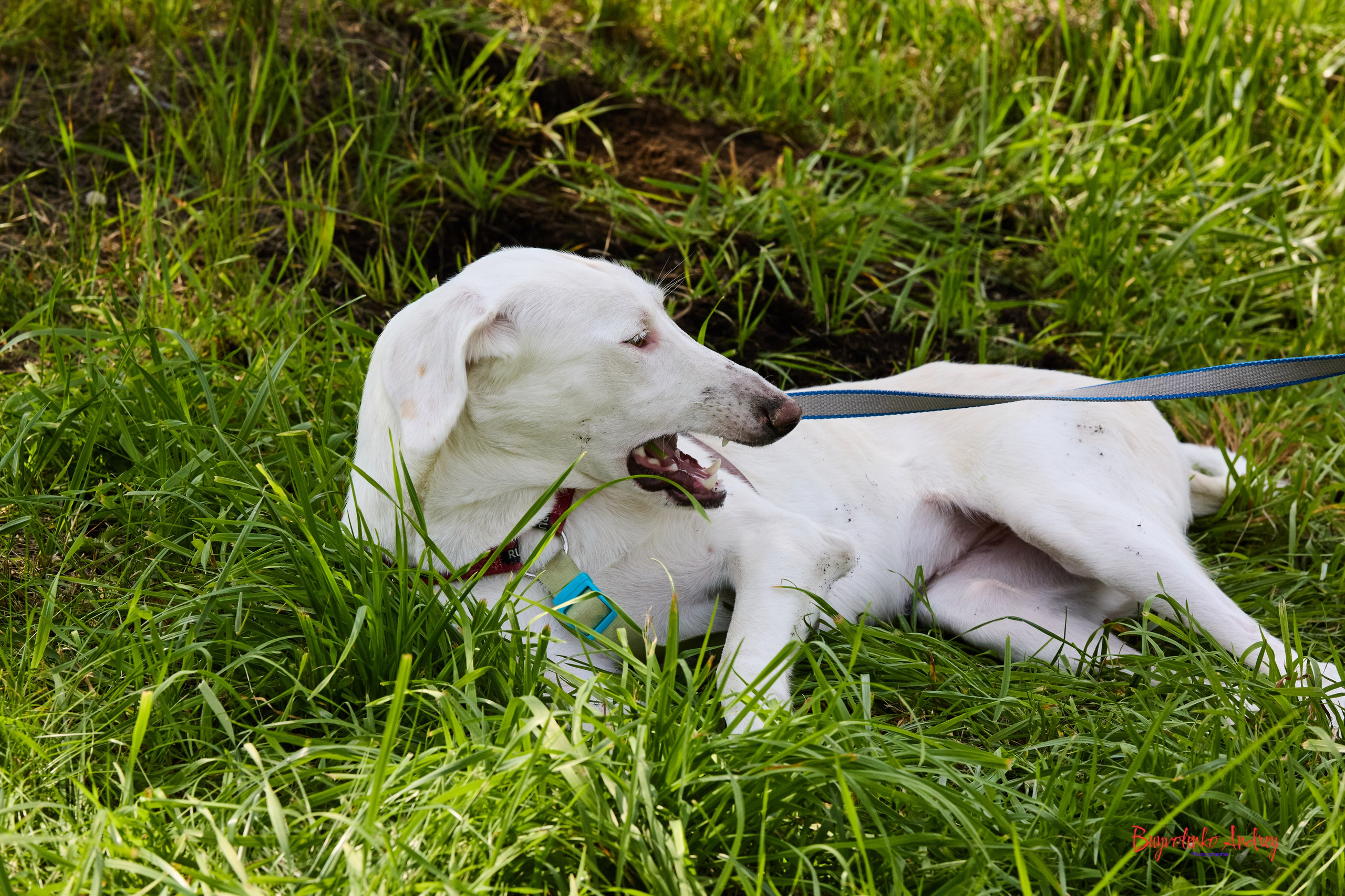 Проект фотопрогулка с хвостиком. Buyvolenko Andrey