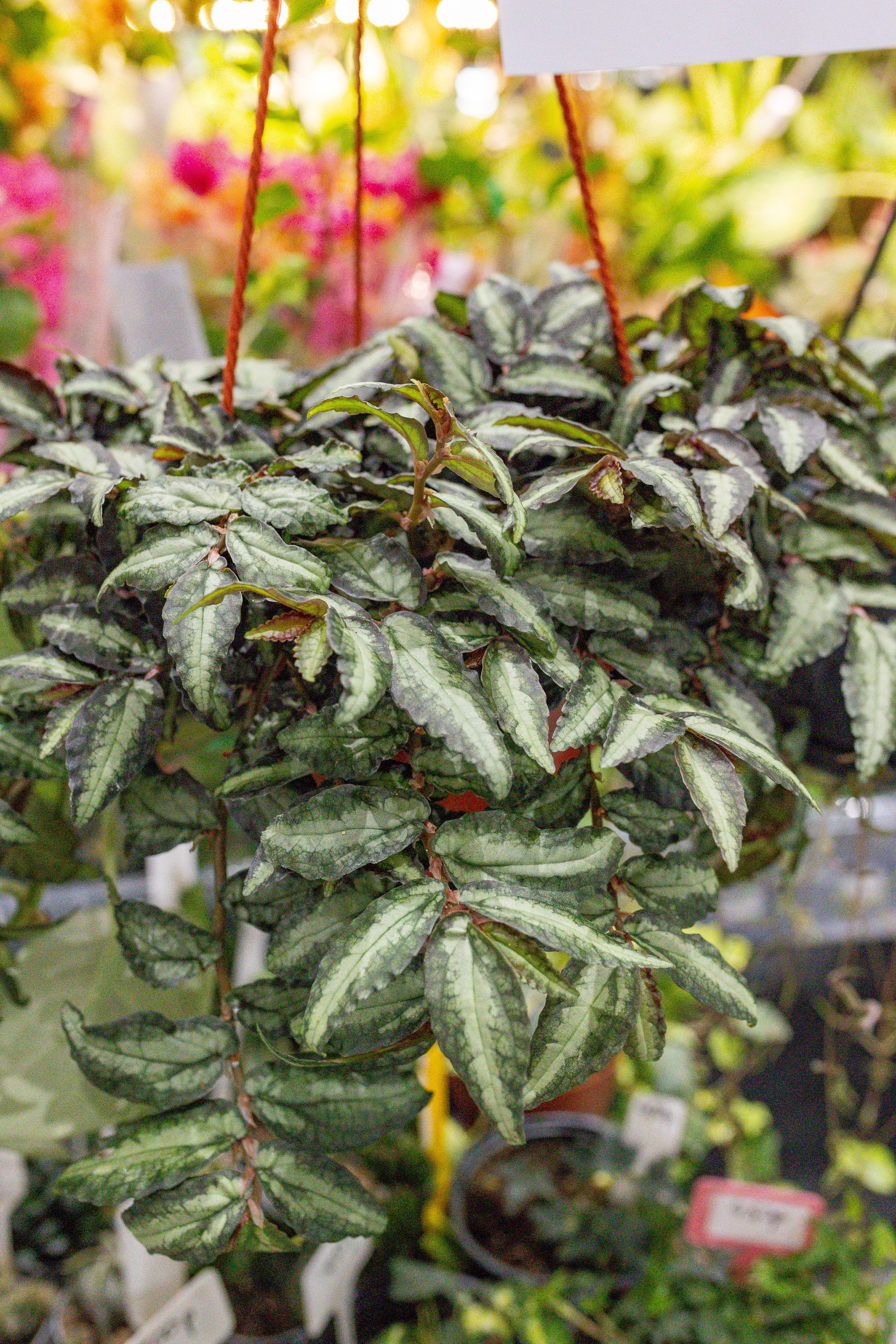 Орхидиум сентябрь 2025. Александра Куликова фотограф, Москва