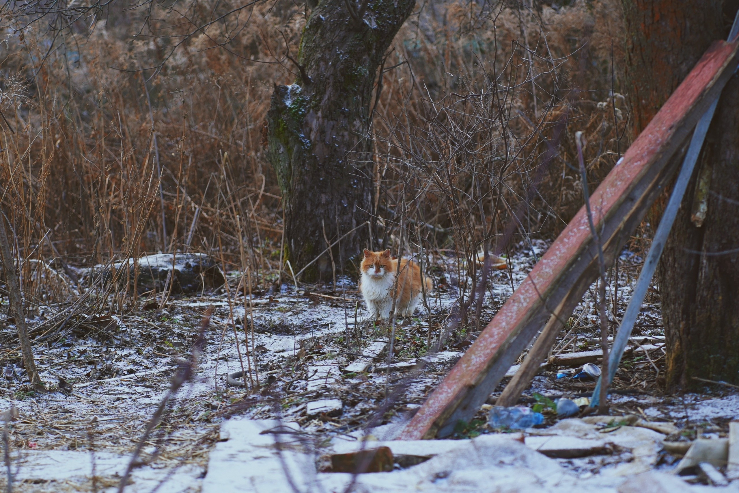 CATLAND. Фотограф и визуальный художник в Туле / Николай Рейзвих