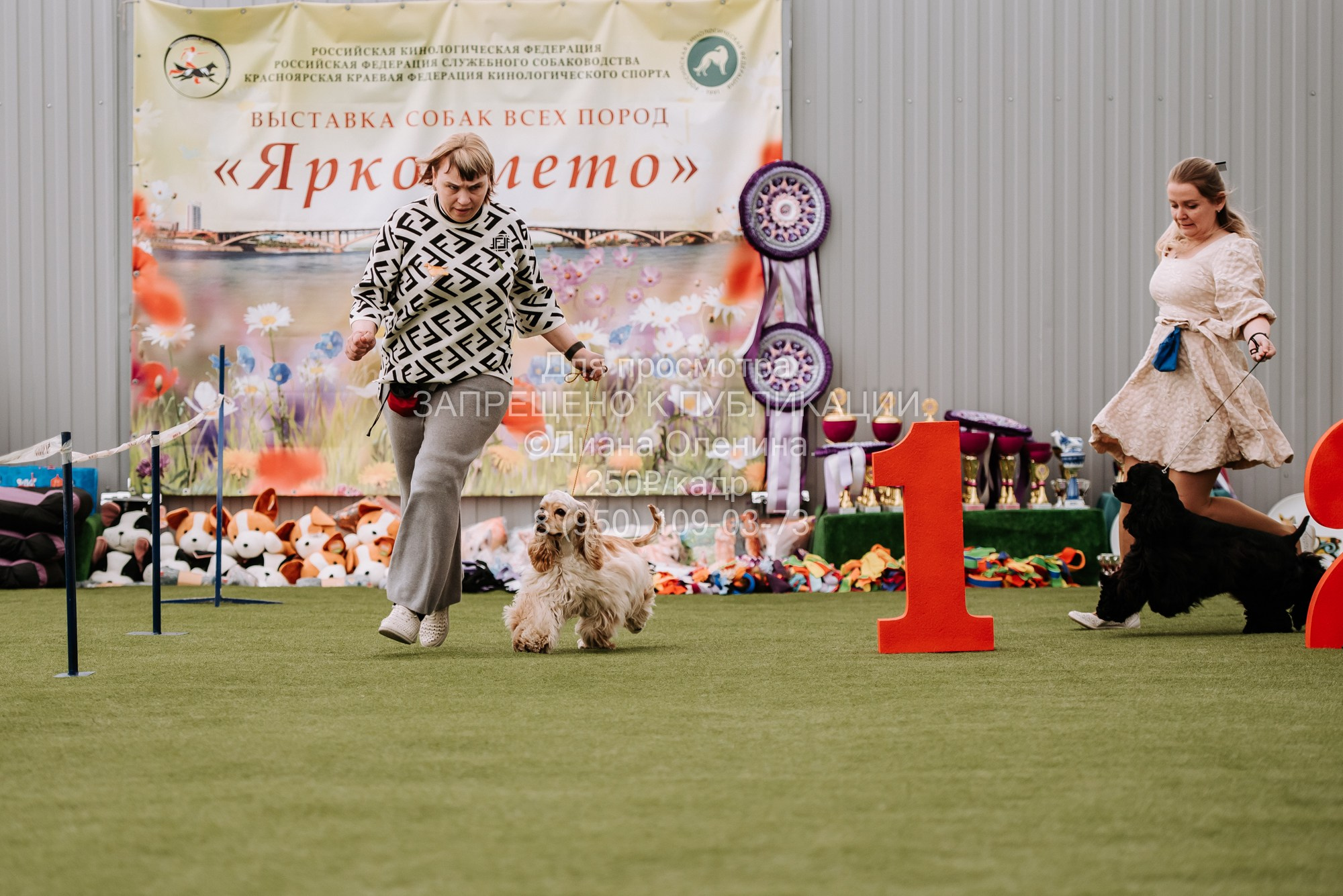 Выставка собак Красноярск 2.06. Фотограф Диана Оленина Красноярск / Братск