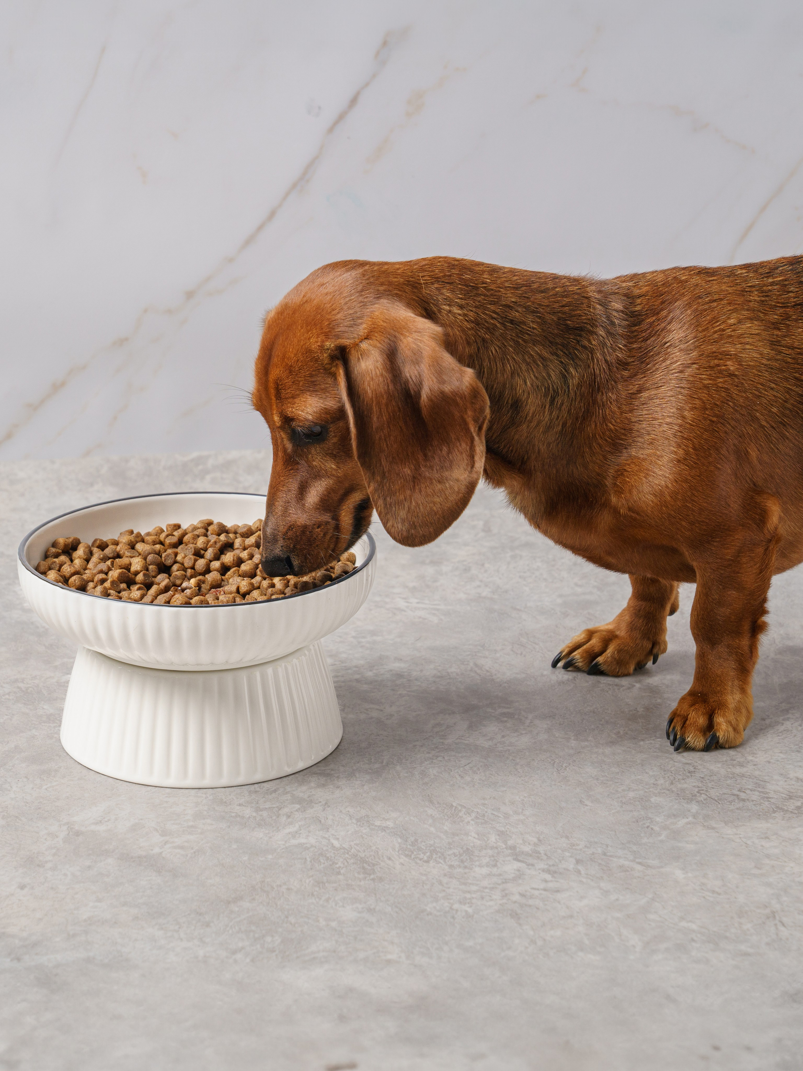 Съемки с животными. КЕД Студия-контент агентство полного цикла СПБ. Создаём фото, видео и контент, который помогает брендам и селлерам продавать больше