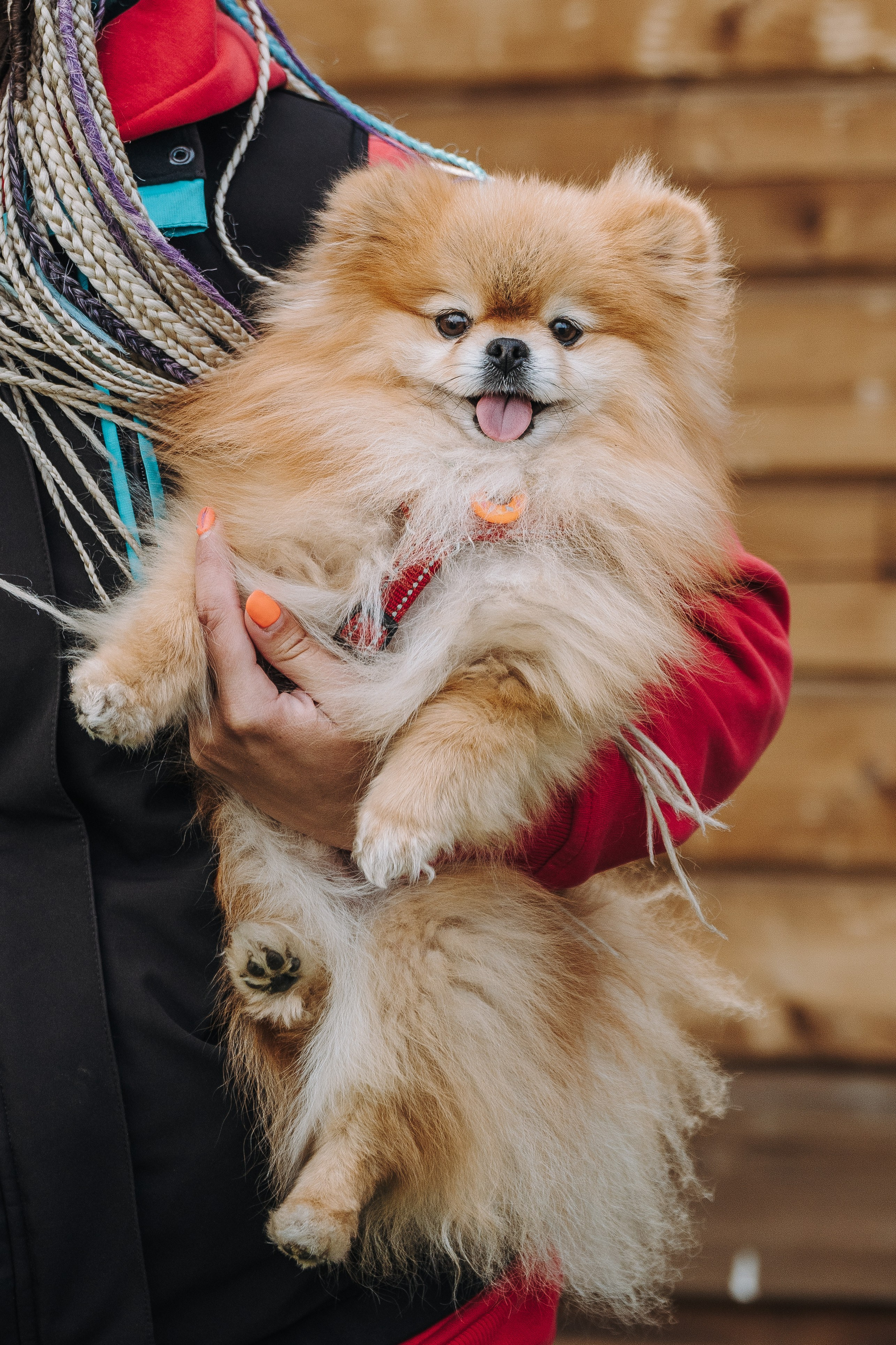 Соревнования по ноузворку в Лосево. Фотограф анималист в Спб недорого Олеся Майорова
