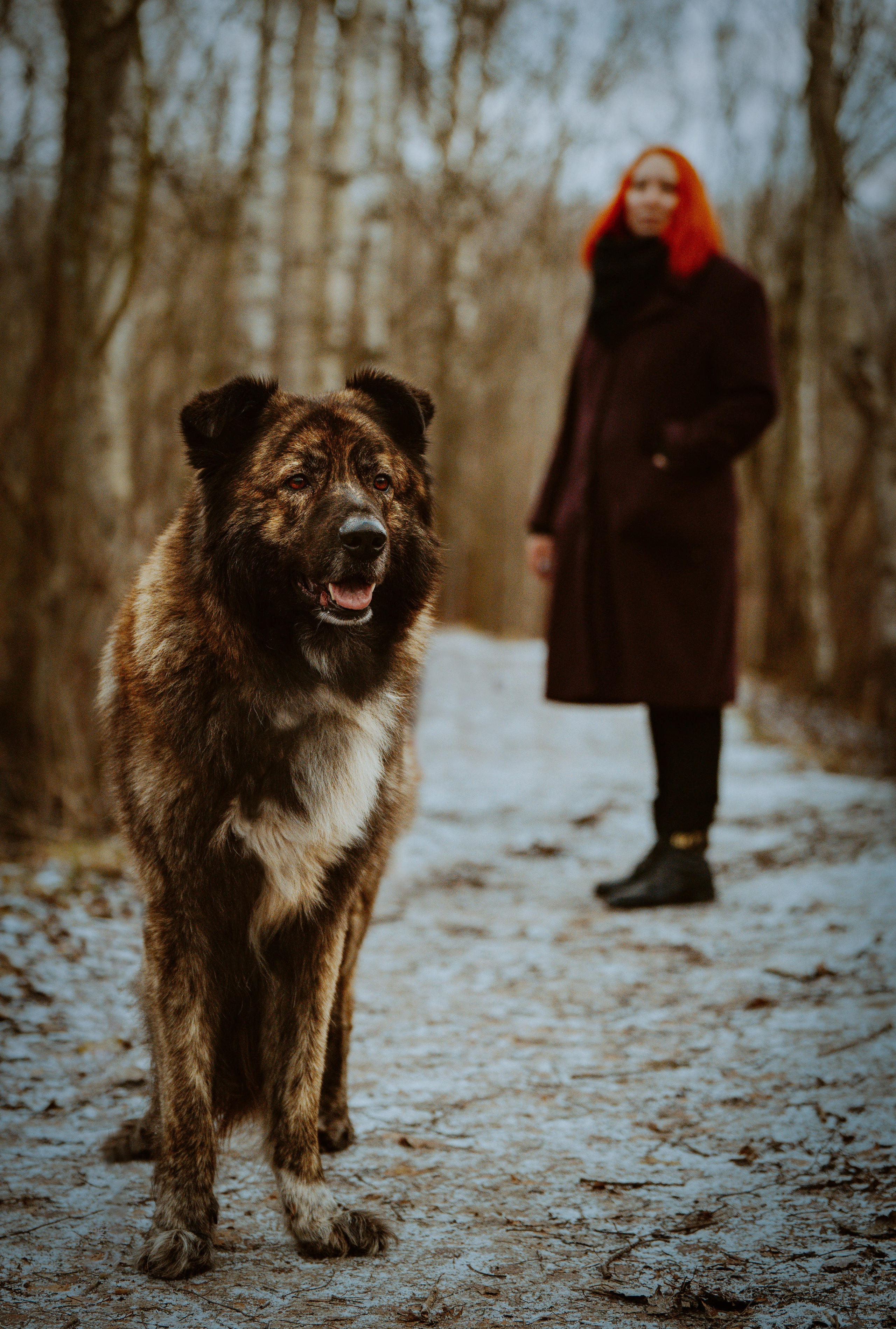 Творческая фотосессия фотографа анималиста. Фотограф анималист в Спб недорого Олеся Майорова