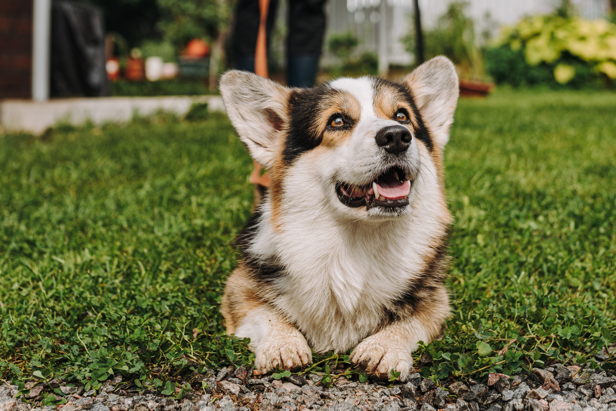 Соревнования по ноузворку в Новожилово. Фотограф анималист в Спб недорого Олеся Майорова