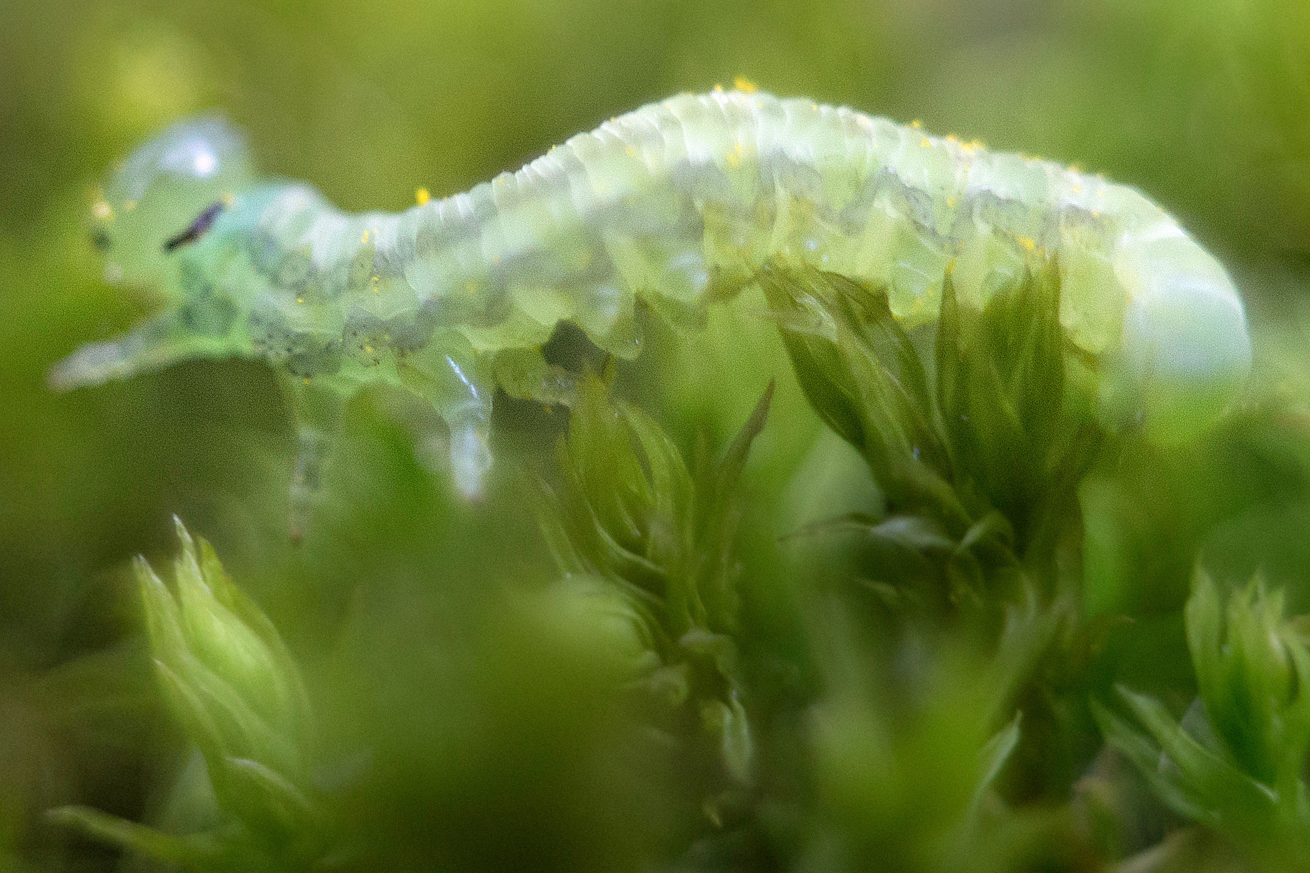 Макро. Фотограф Лагутин Анатолий