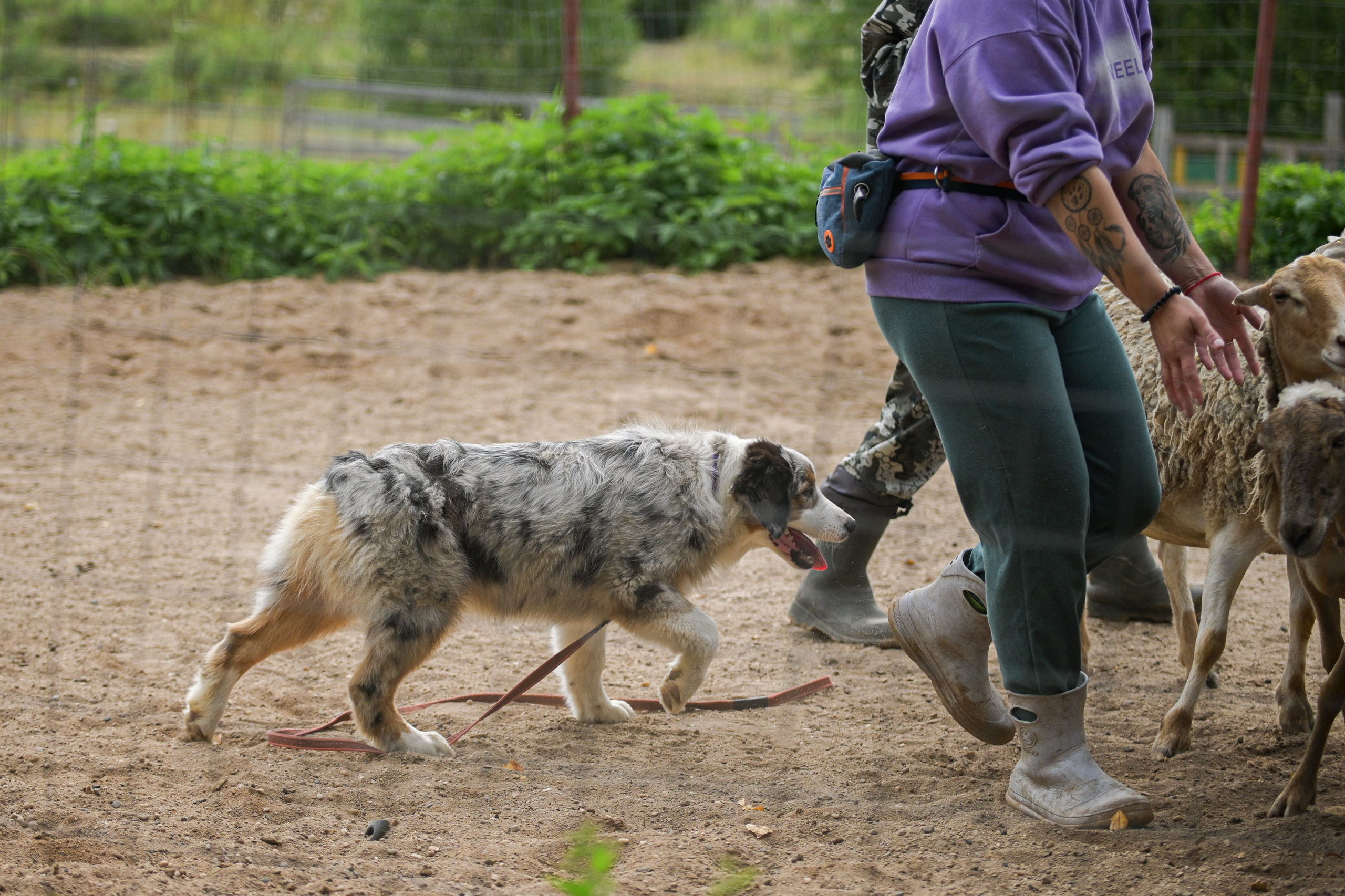 Пастьба собак. Творческий фотограф Вологда