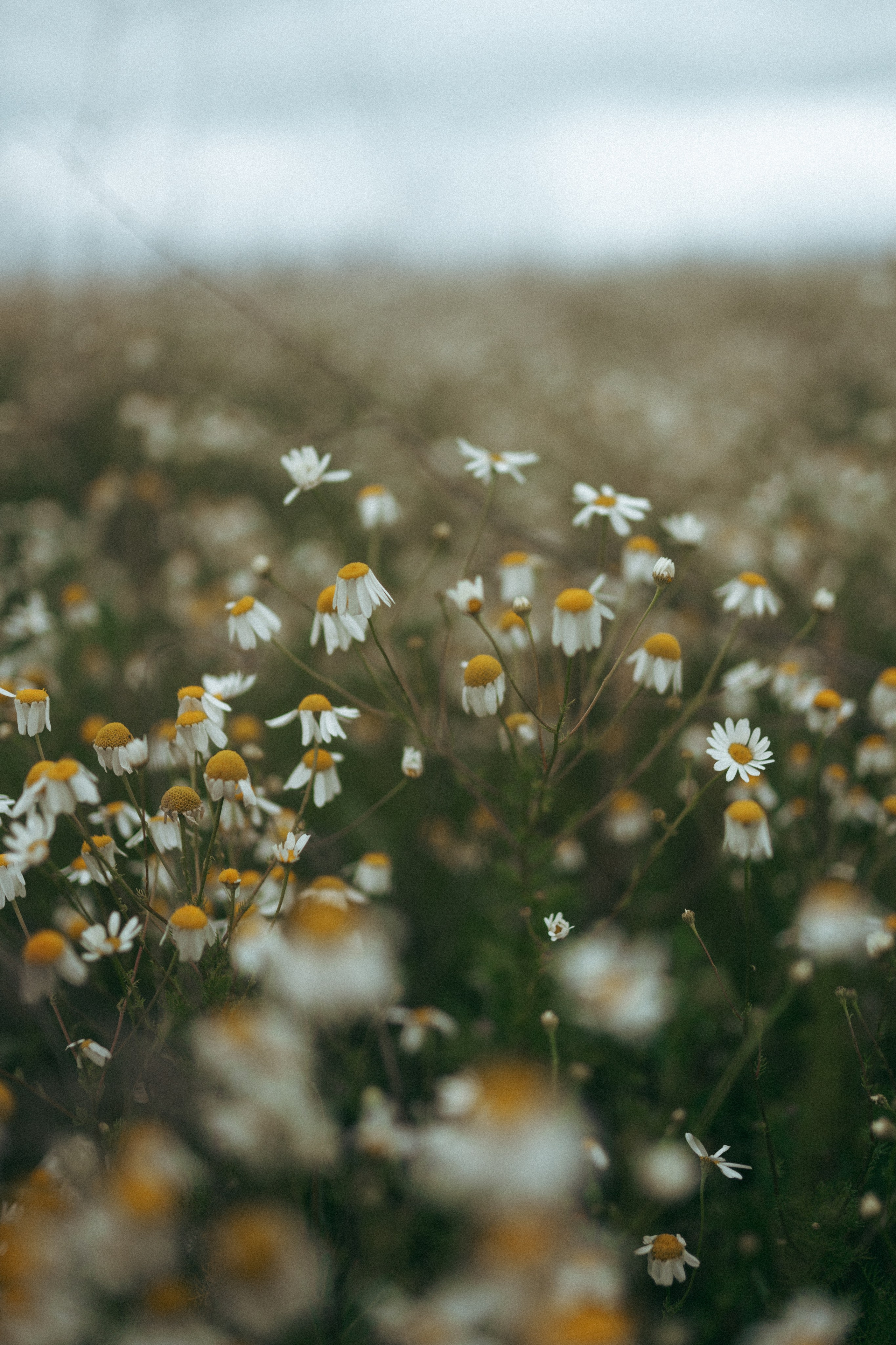 Ромашки. Фотограф Мария Зайчик