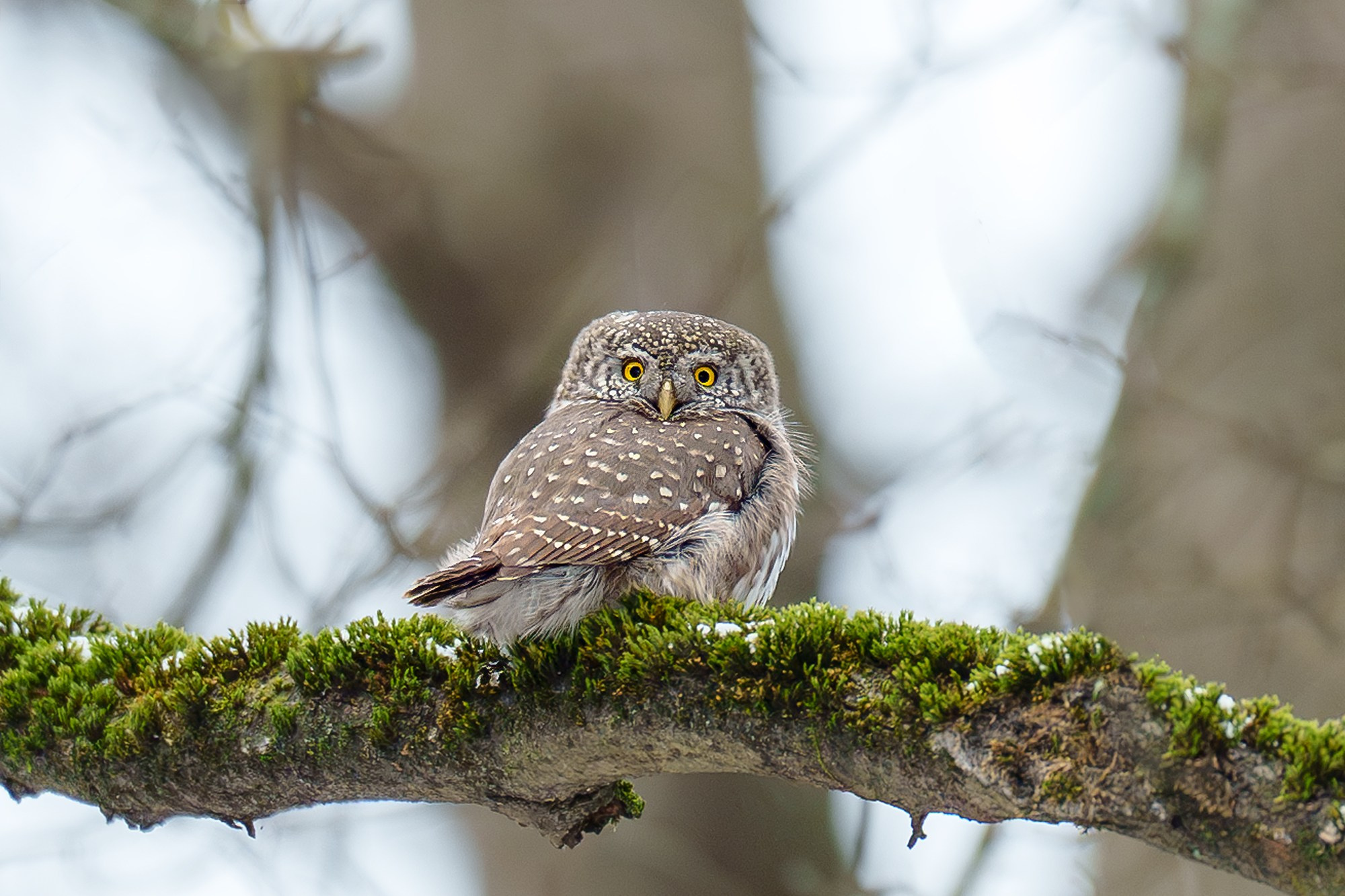 Удивительные мир птиц. Вокруг нас столько прекрасного — присмотритесь!. Ваш личный фотограф Марина Волкова