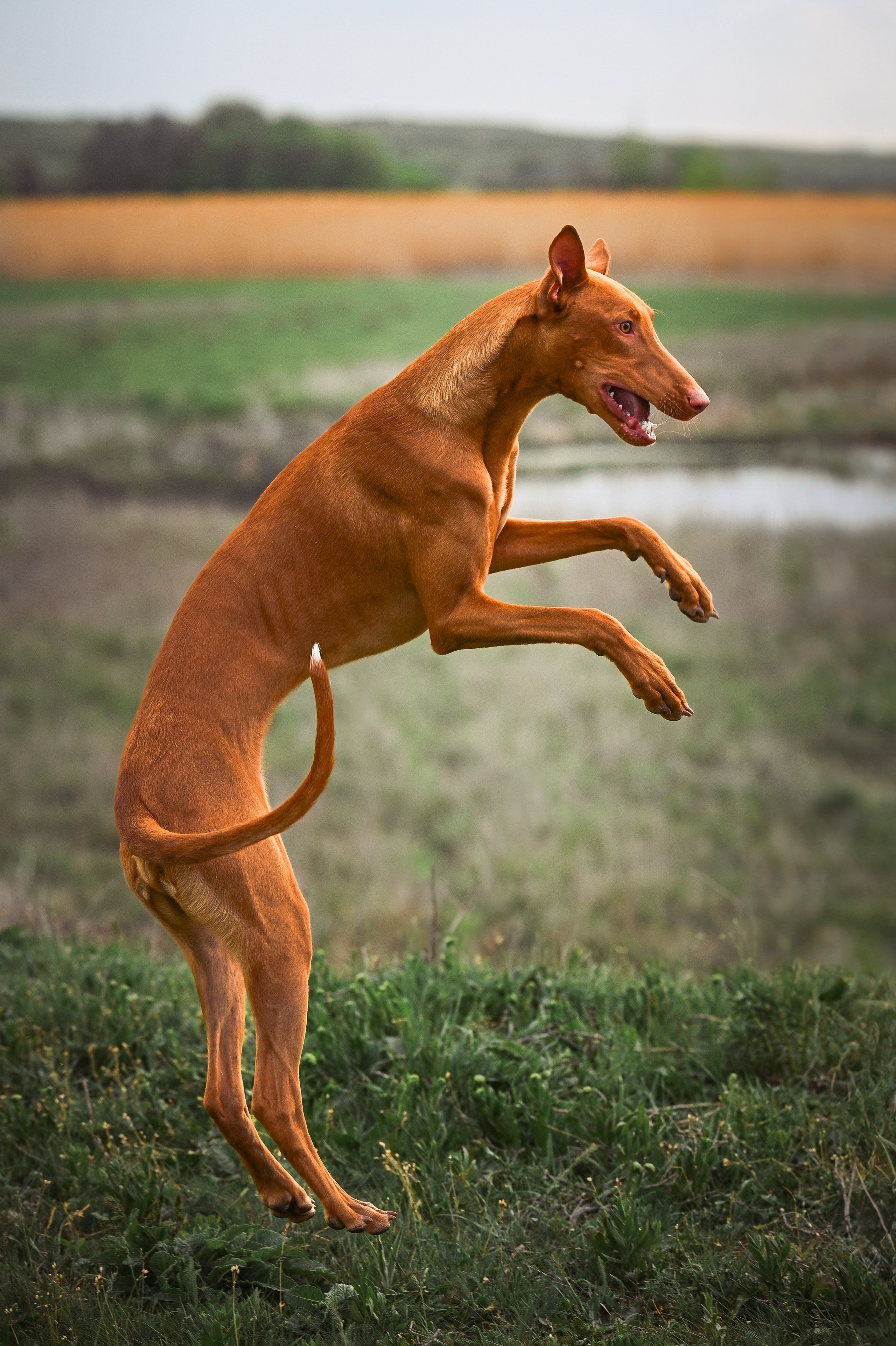 Фараонова собака Ромарио. Фотограф в Ростове —на — Дону