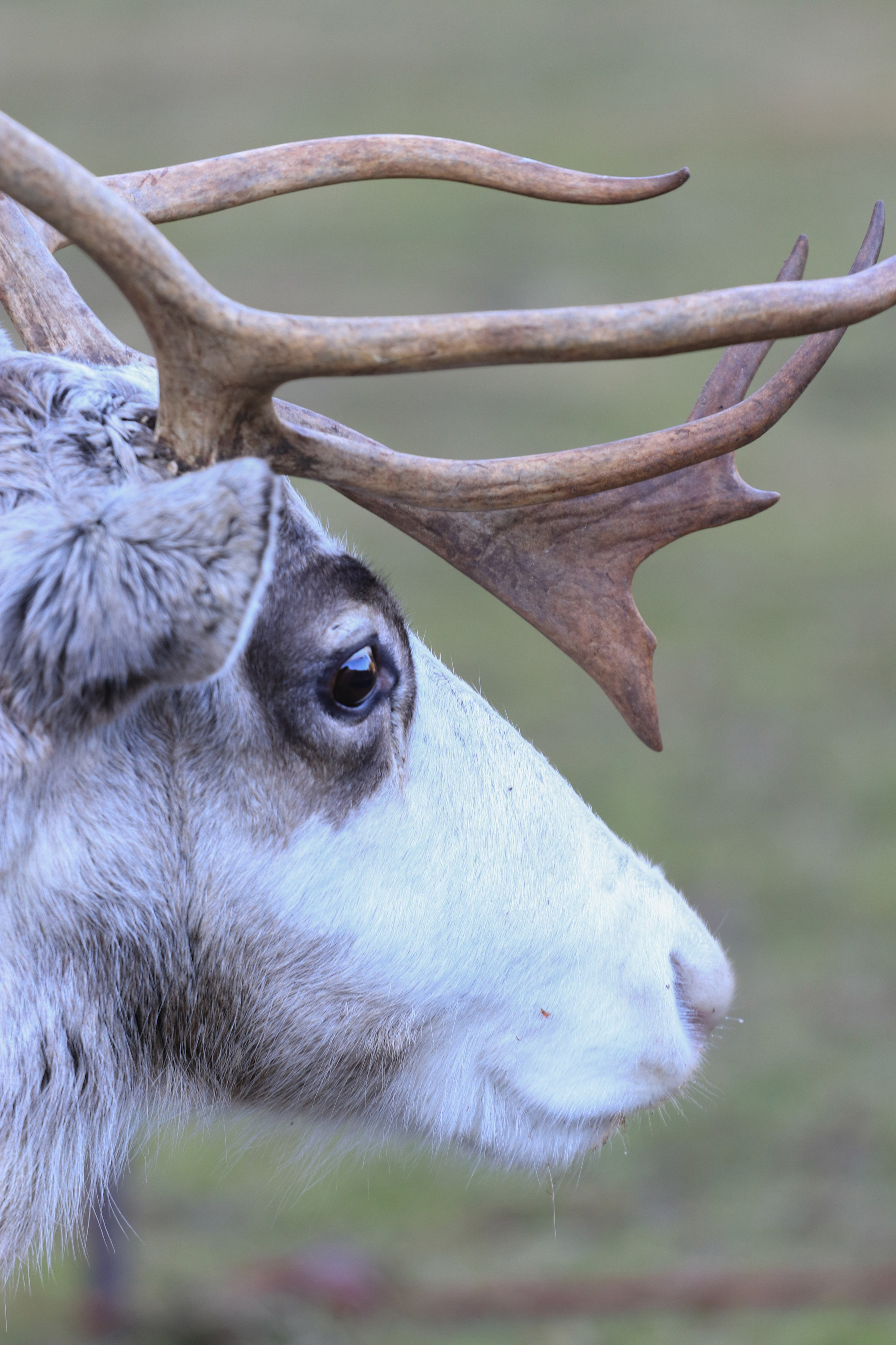 Любимое. Фотограф в Санкт-Петербурге Анна Сосновская